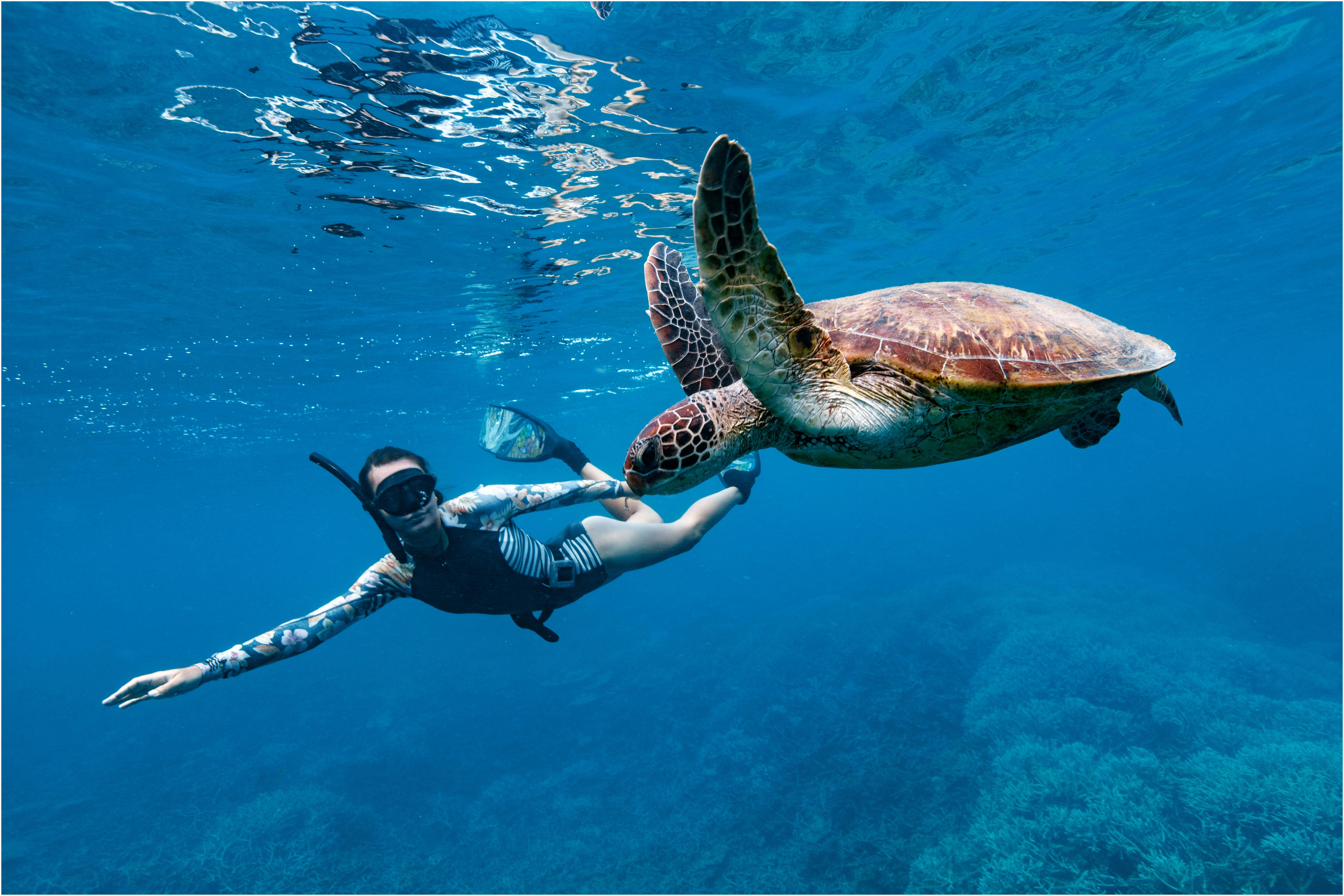 Swimming-with-Turtles-Lady-Musgrave-Experience