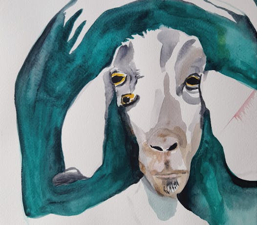 a goat with three eyes