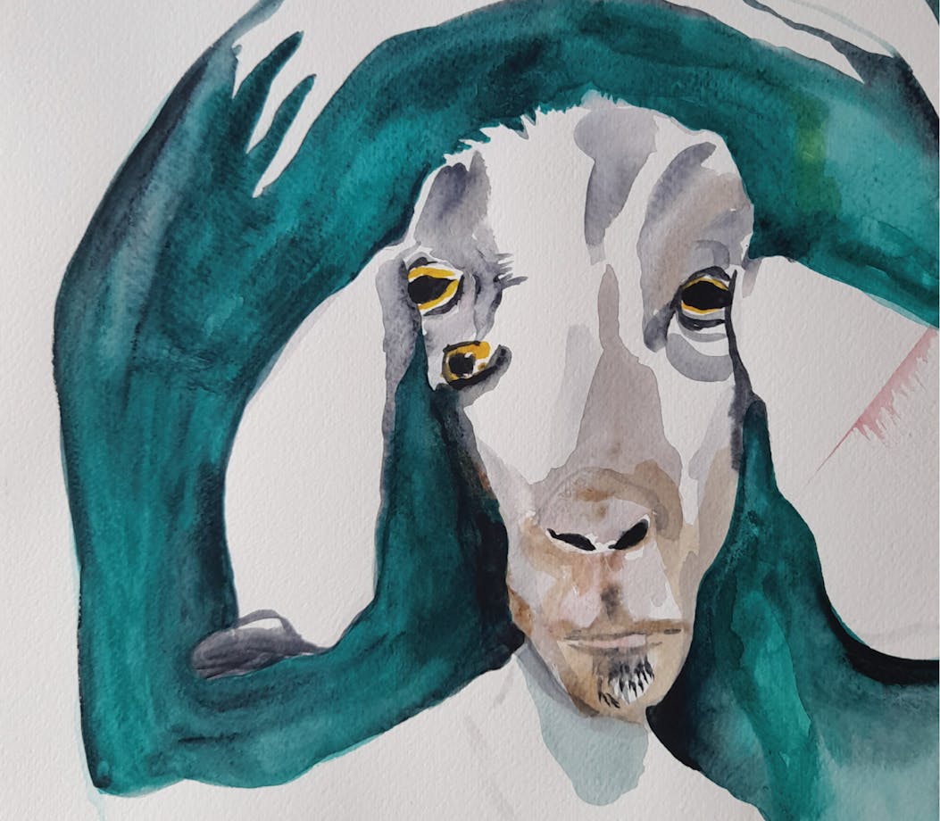 a goat with three eyes