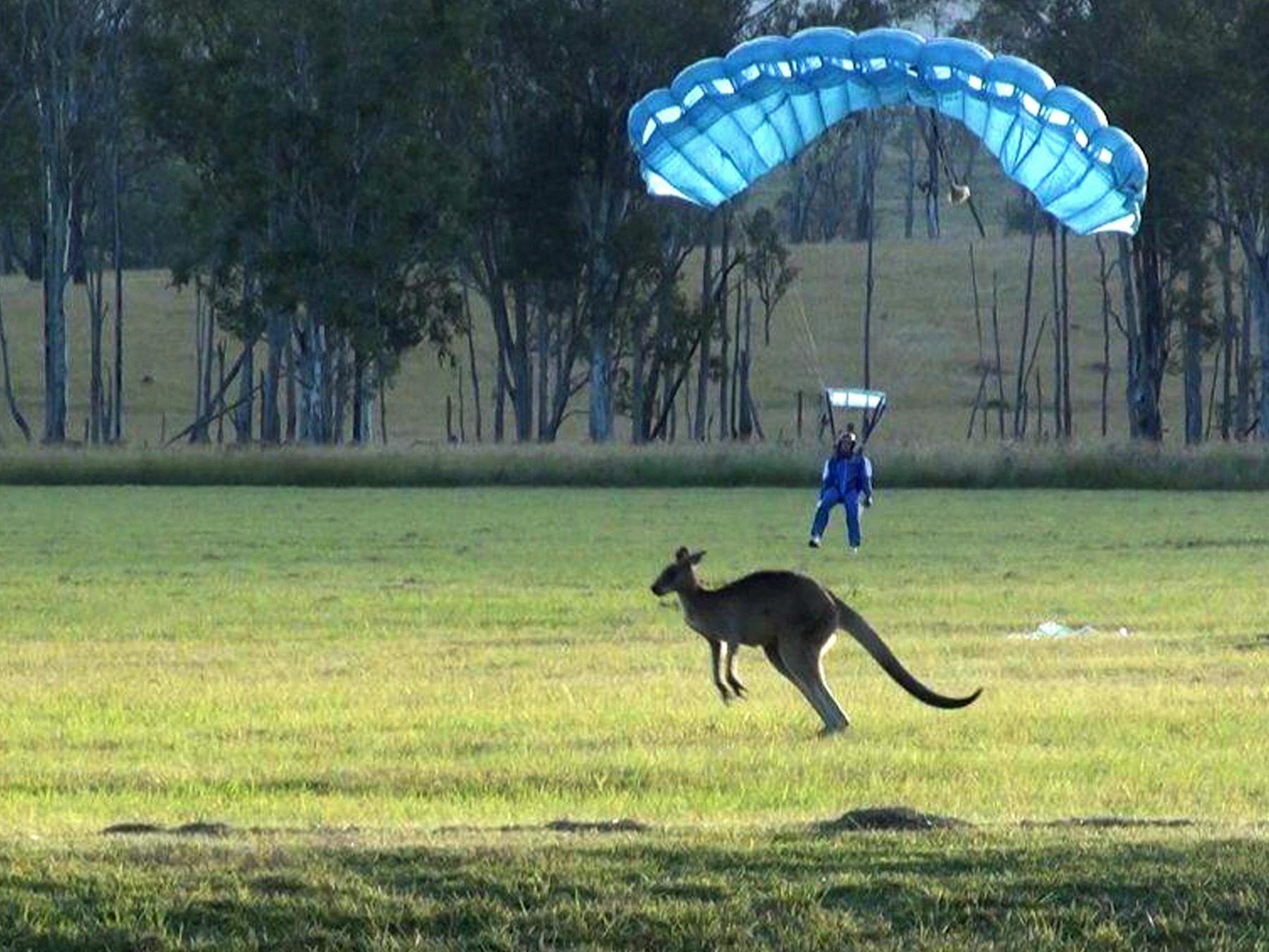 Student Tim Stanford landing on Stage 9 AFF (Accelerated Freefall Course) with a jumping Kangaroo