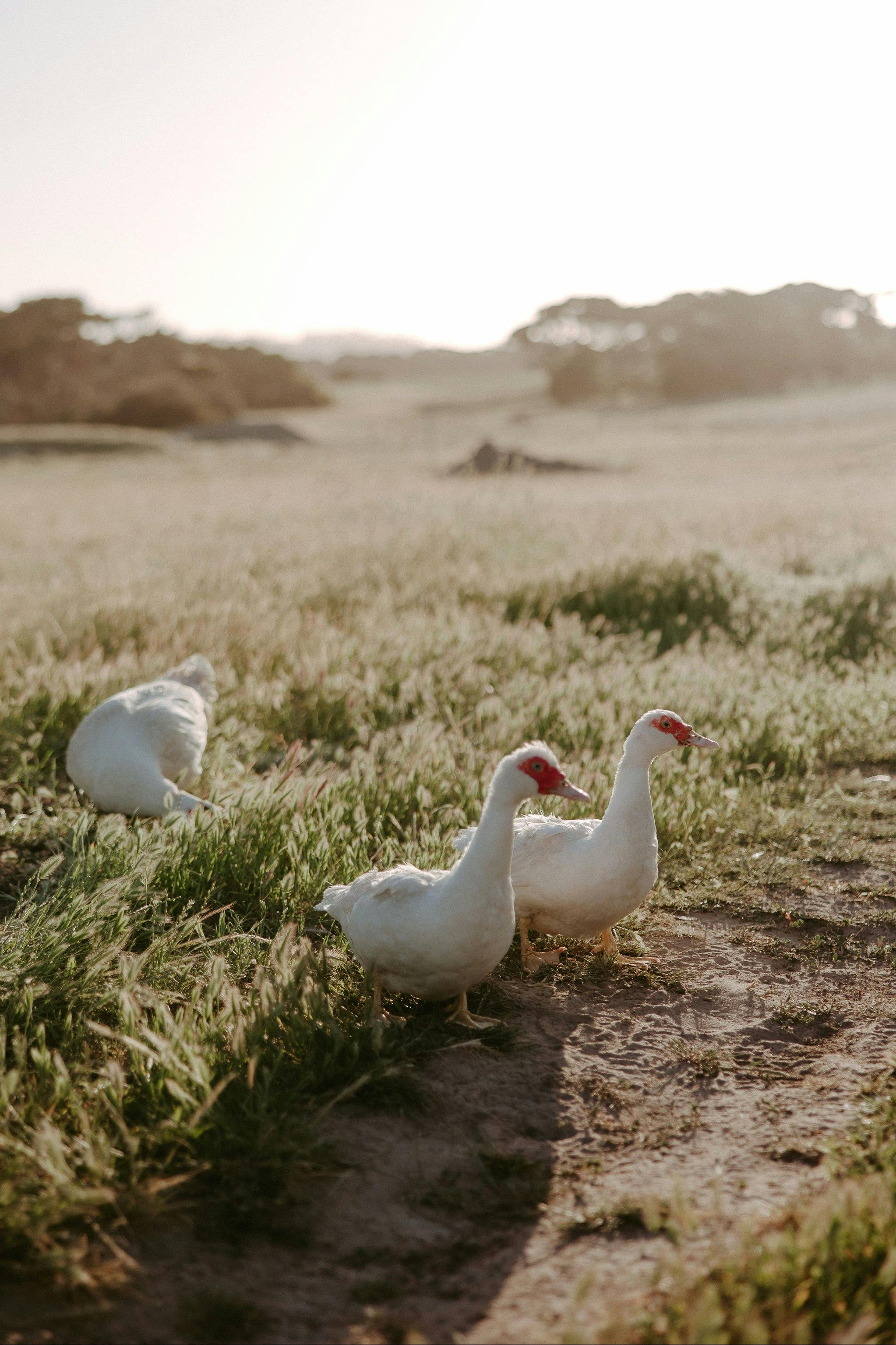 Ducks in the paddock