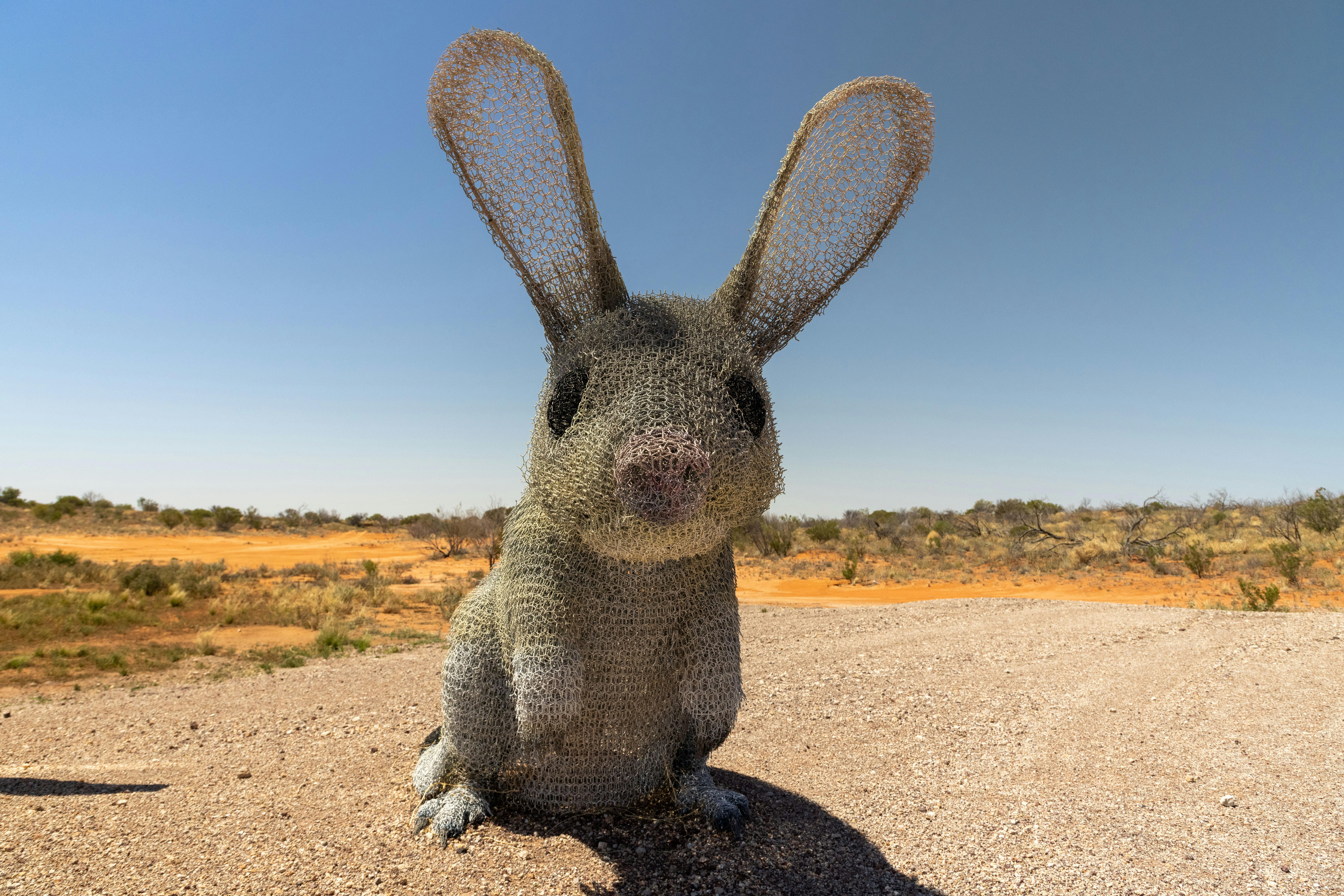 Wire bilby near Cameron Corner