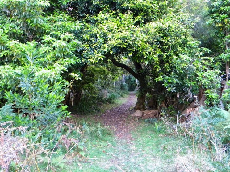 forest, path, track,