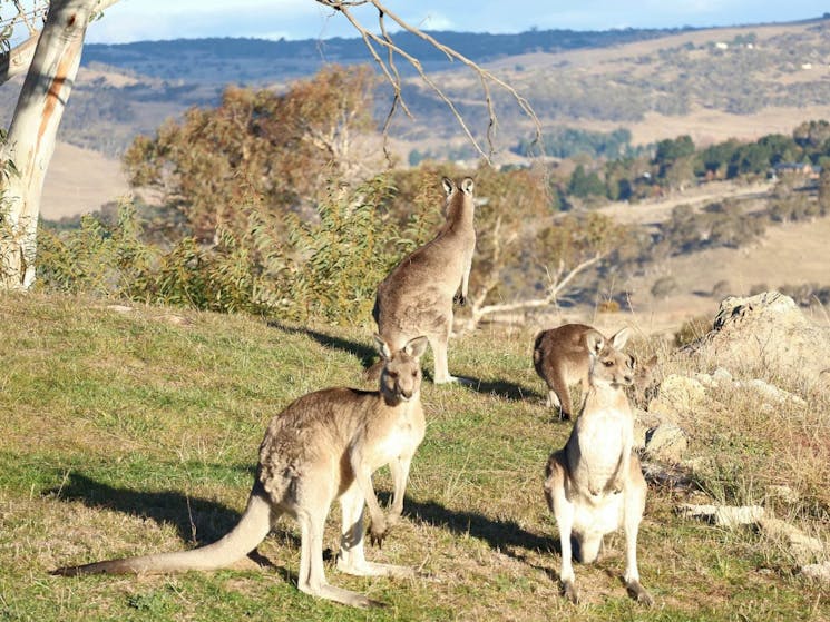 wildlife-kangaroos-deers-backyard- valley views