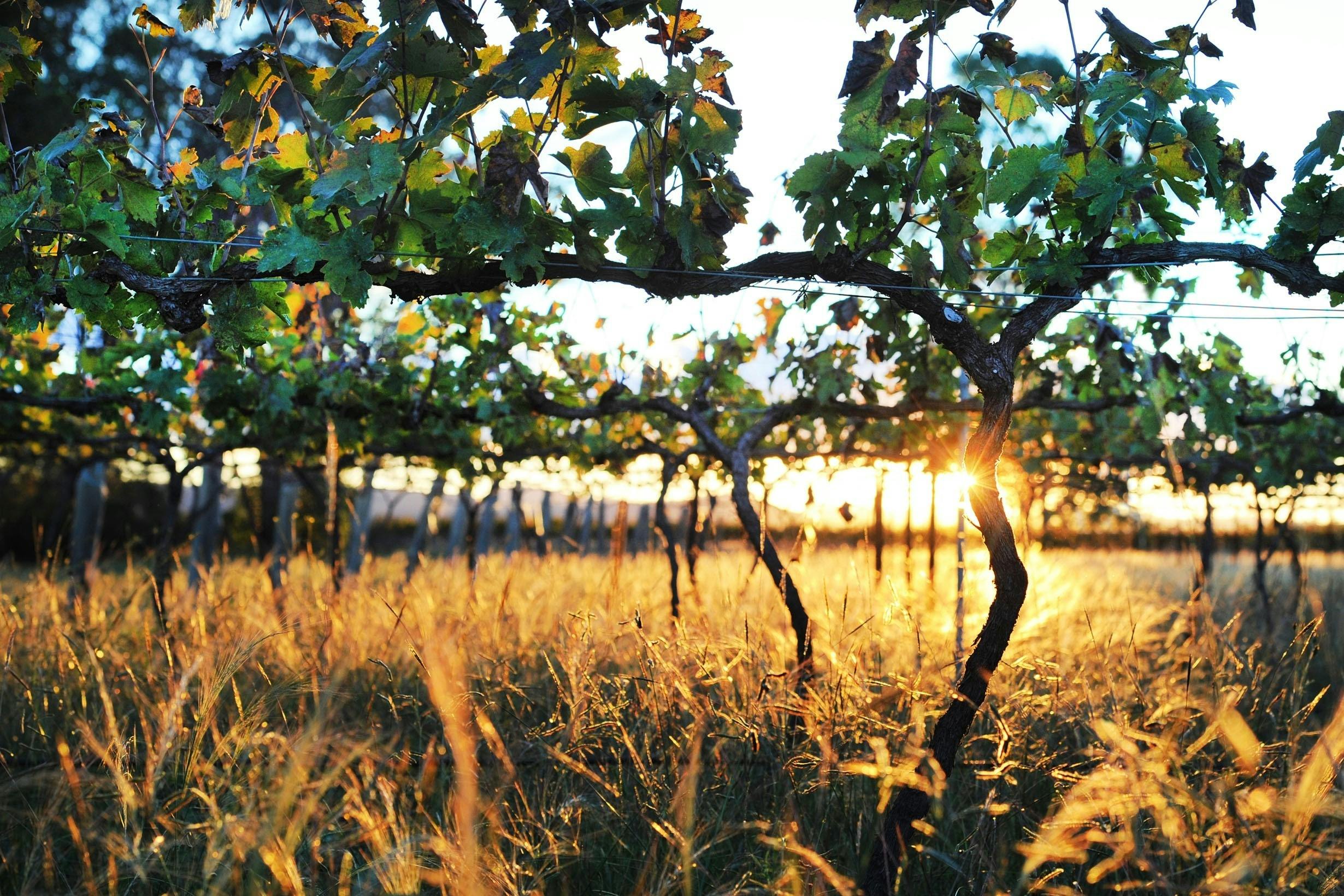 Vineyard with golden sunset backdrop
