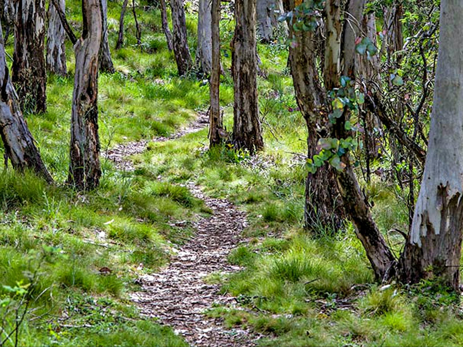 Spring Glade Walking Track