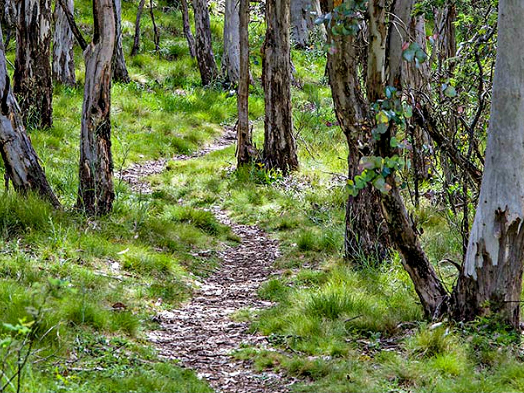 Spring Glade Walking Track