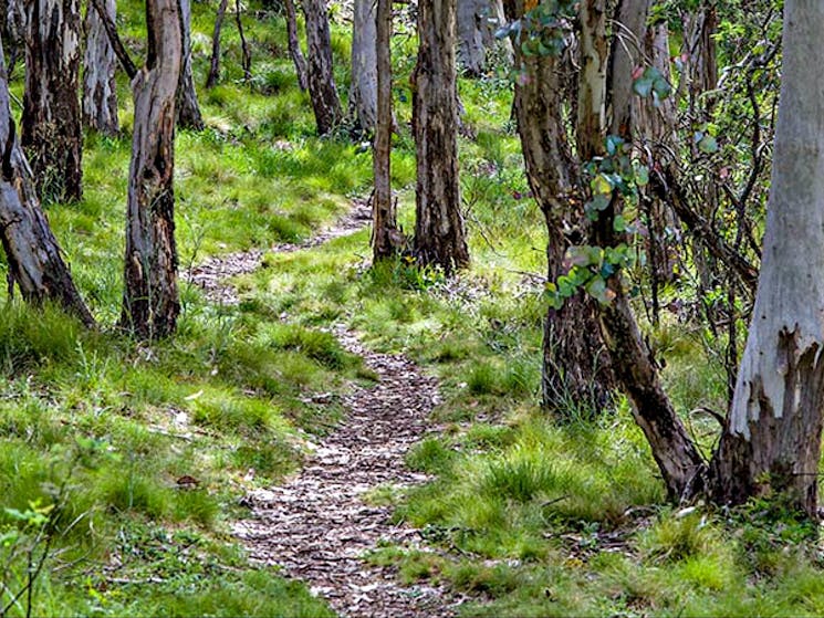 Spring Glade walking track, Mount Canobolas State Conservation Area. Photo: Steve Woodhall