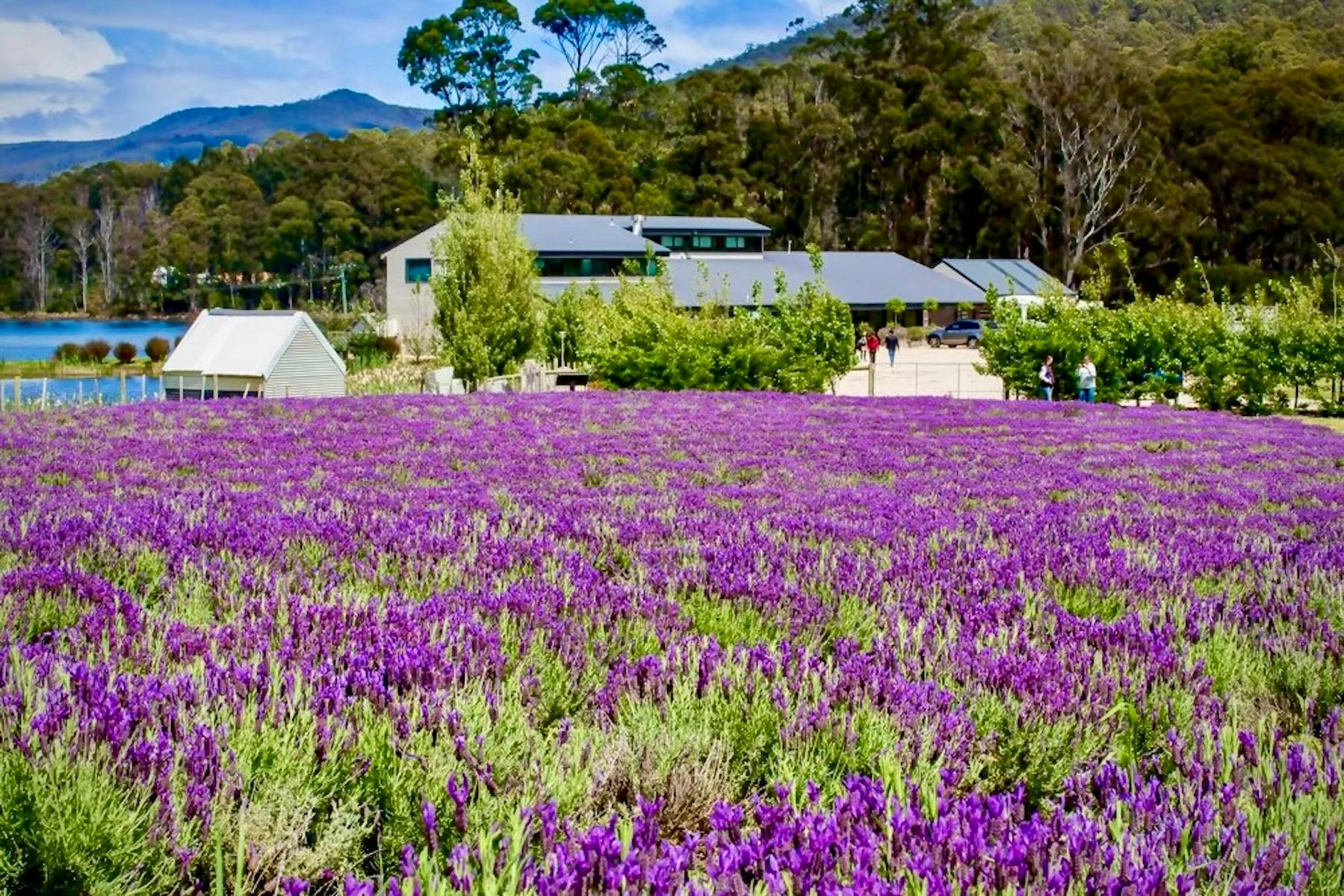 Lunch at the Lavender Farm