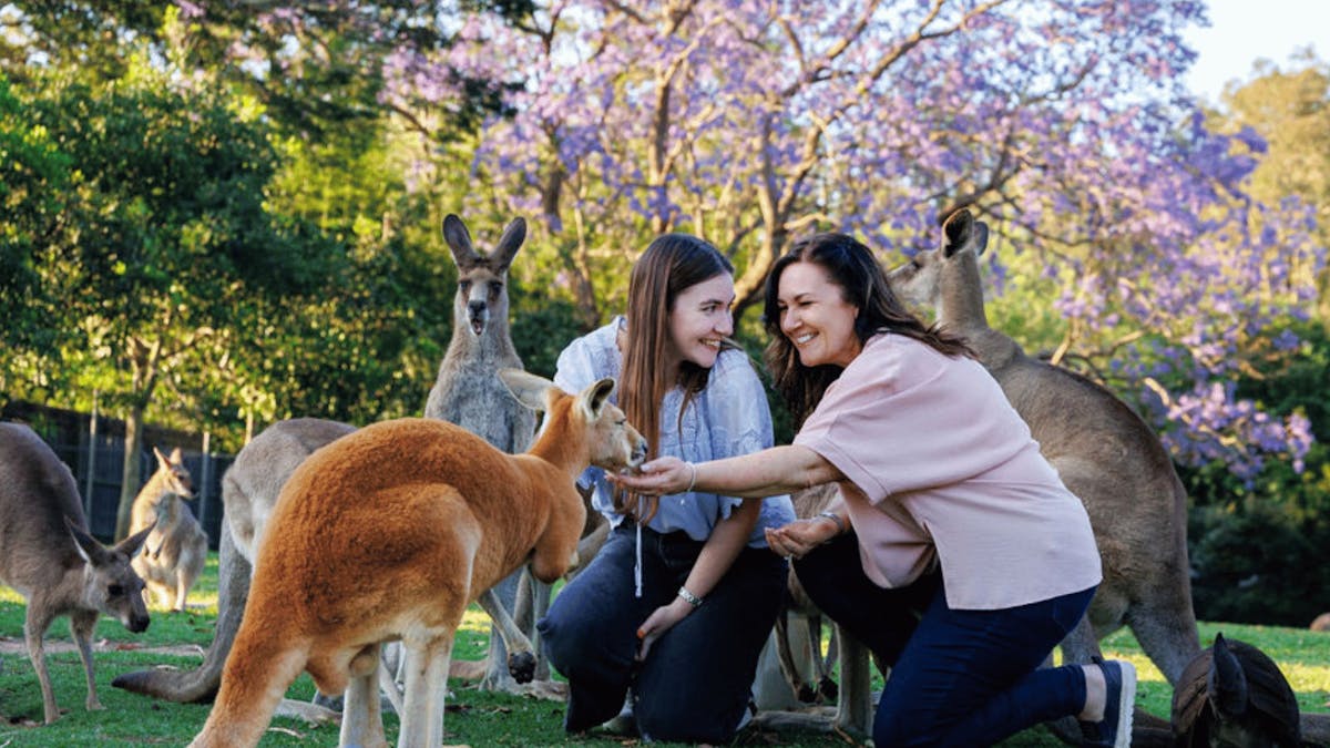 Two guests crouching and feeding kangaroos in a grassy reserve surrounded by trees.