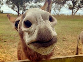 Wonkey Donkey waiting to be fed and patted by Echo Farm visitors