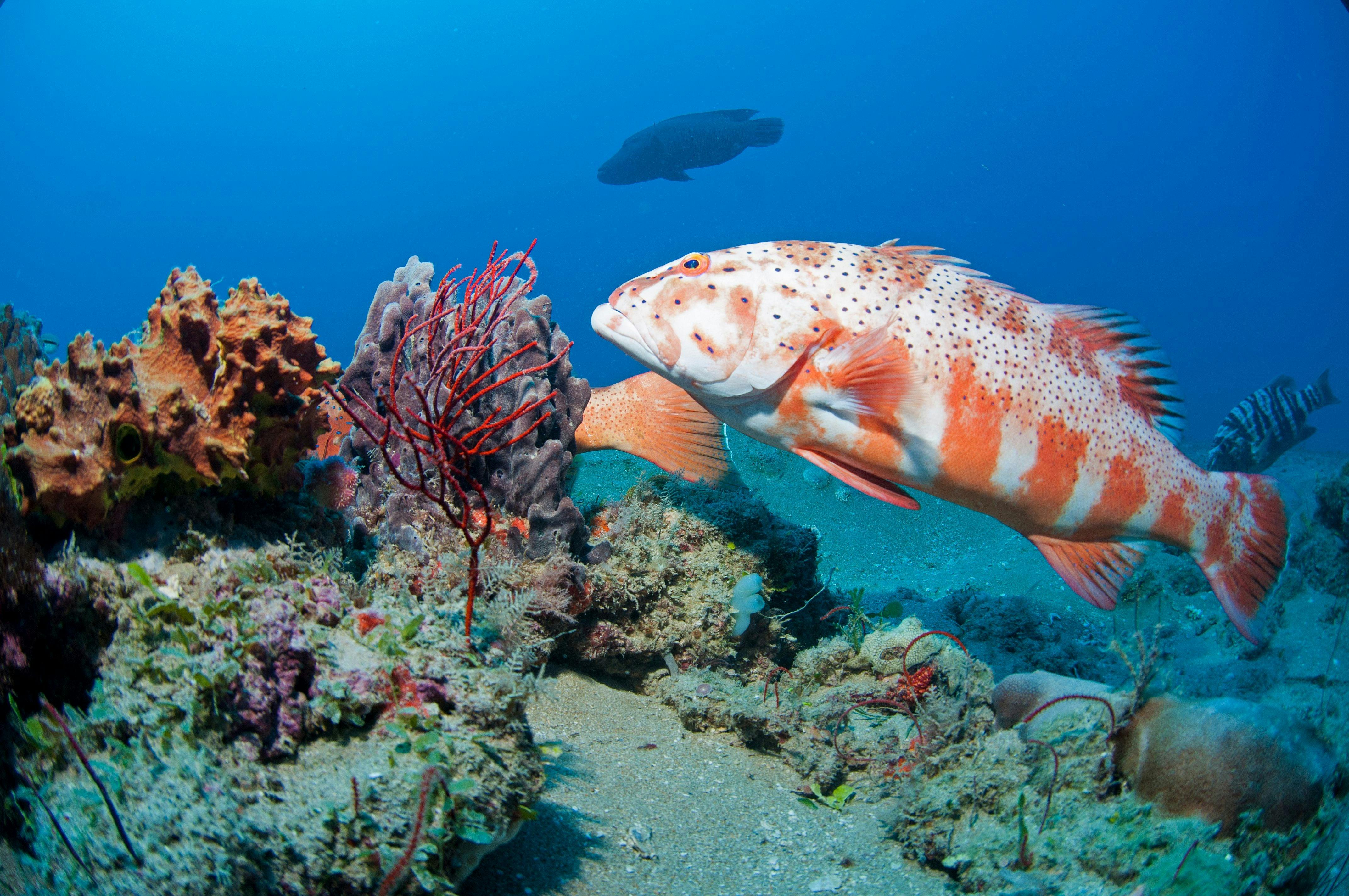 Coral Trout
