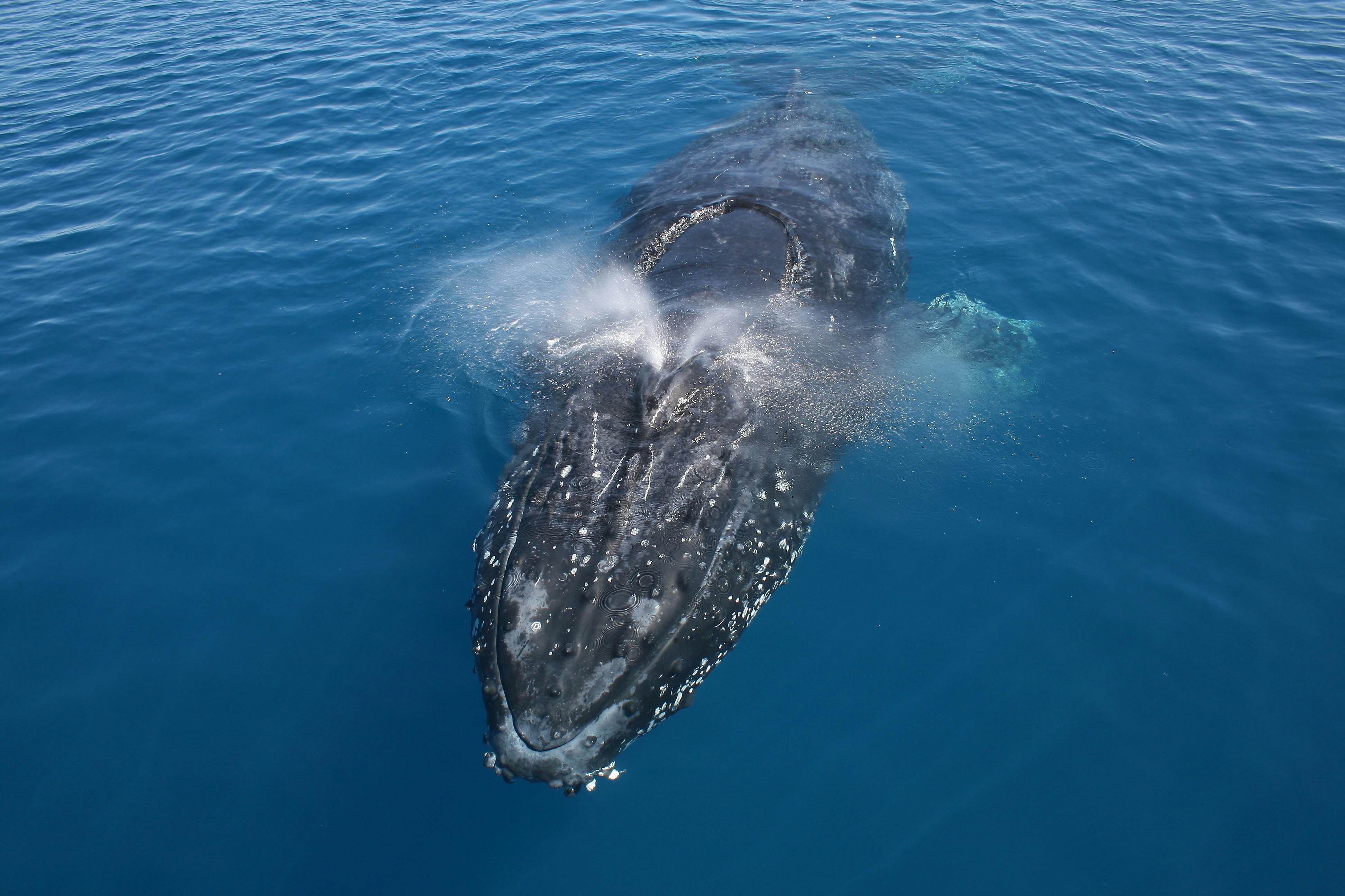 Humpback whale encounters.