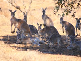 Big Red Kangaroos Outback NSW Tuur