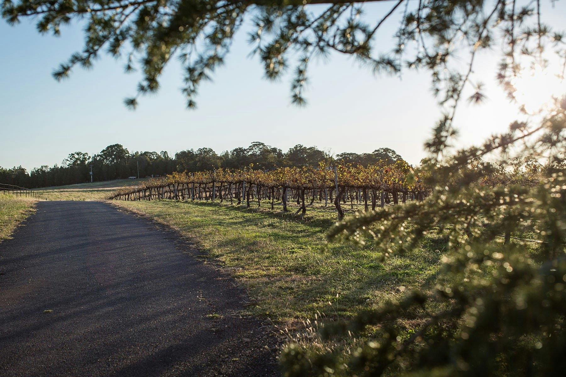 The road to Lazy Oak Wines, nestled by vineyard.s.