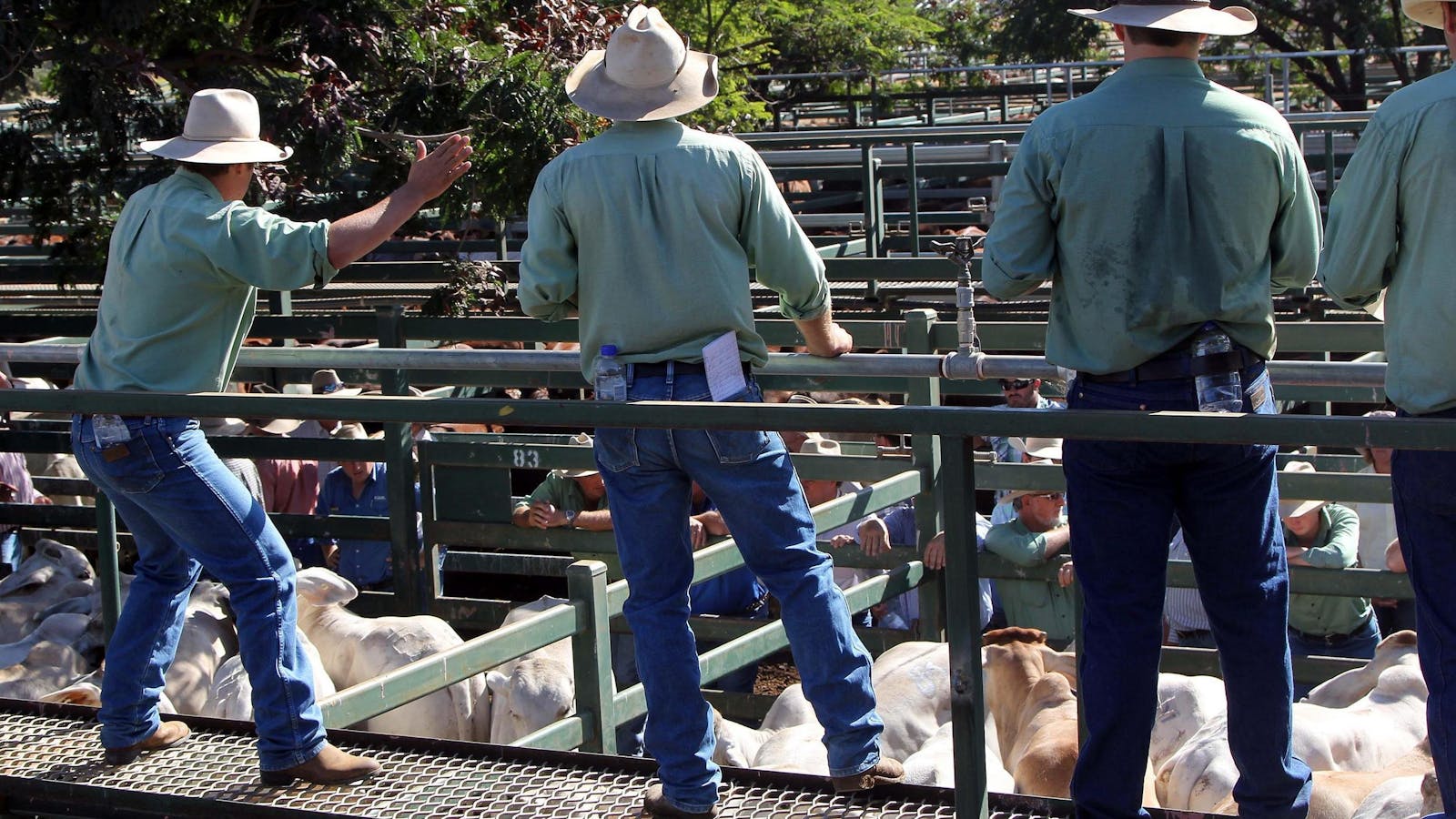 Blackall Saleyards
