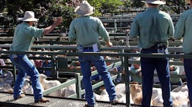 Blackall Saleyards
