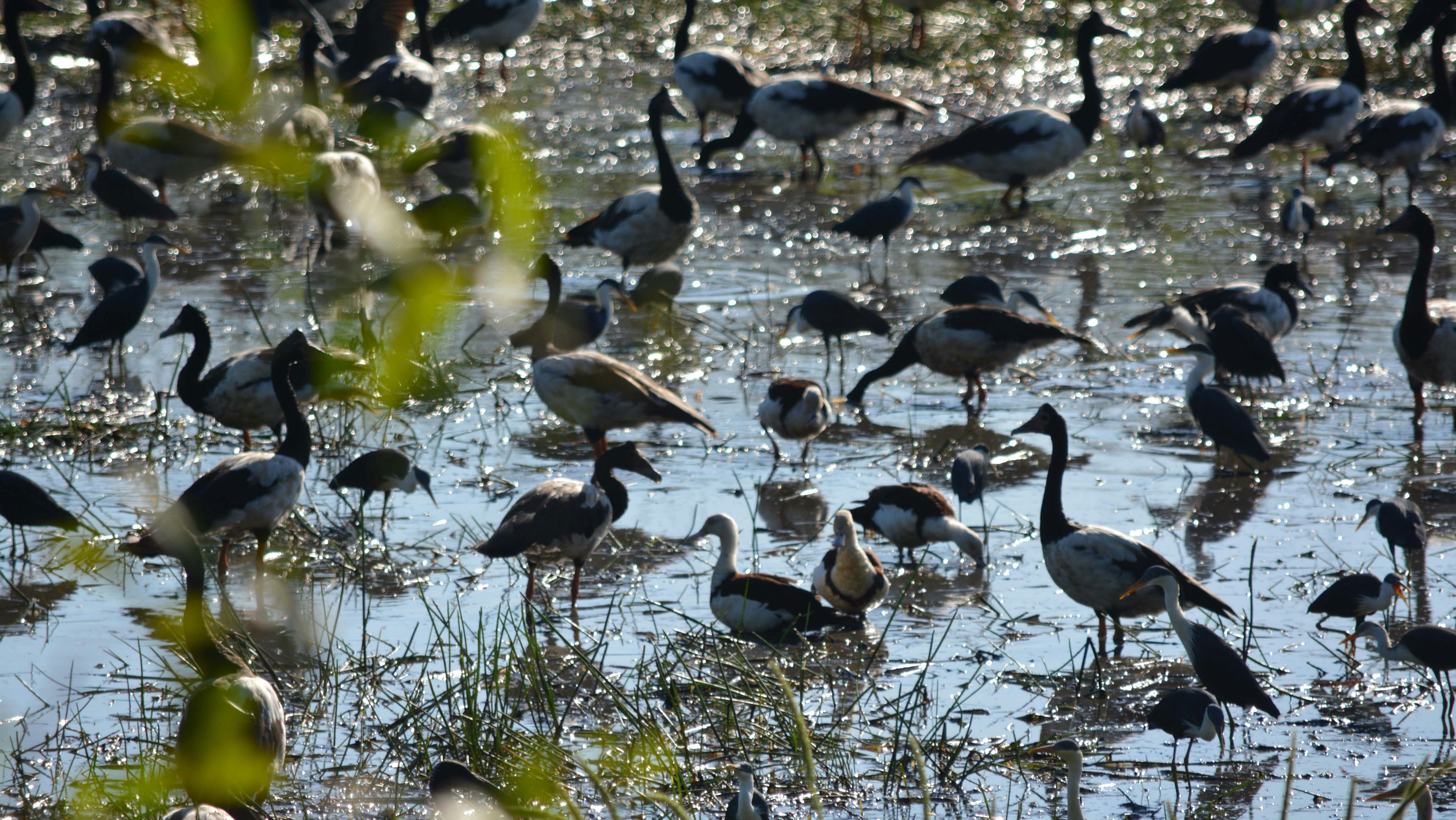 Magpie Geese on Fogg Dam