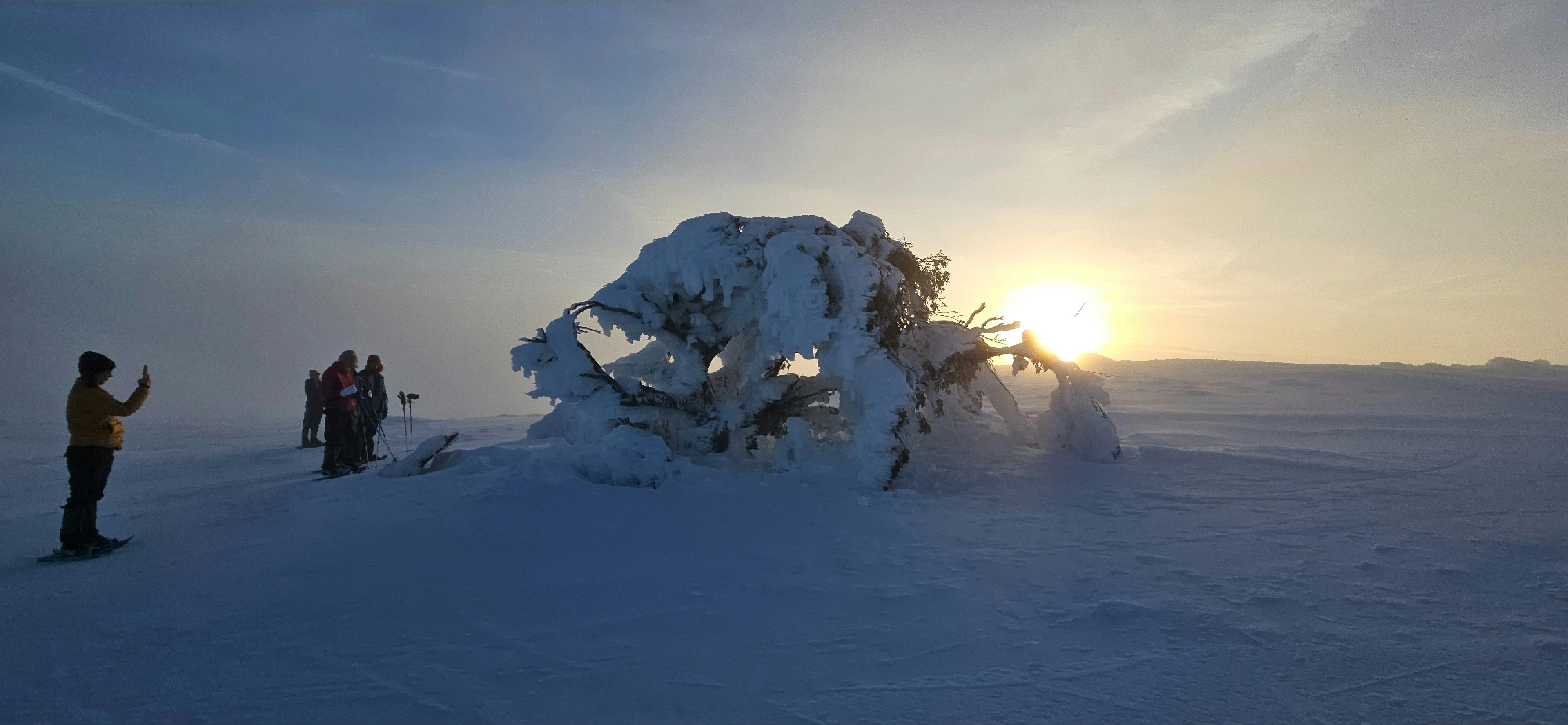 Stirling Tree covered in snow