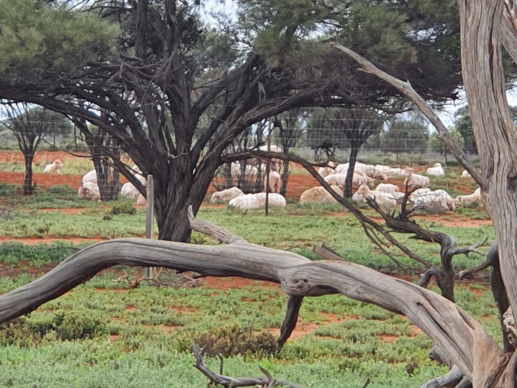 Sheep grazing property