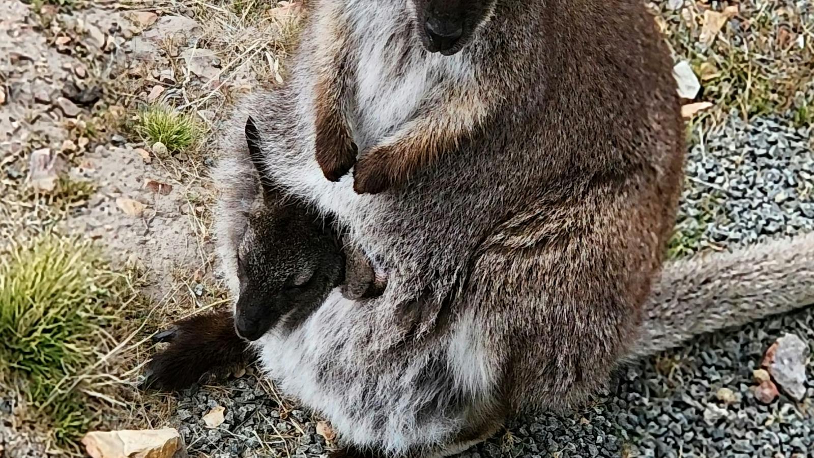 Native wallaby amongst the natural surroundings of Mt Rumney