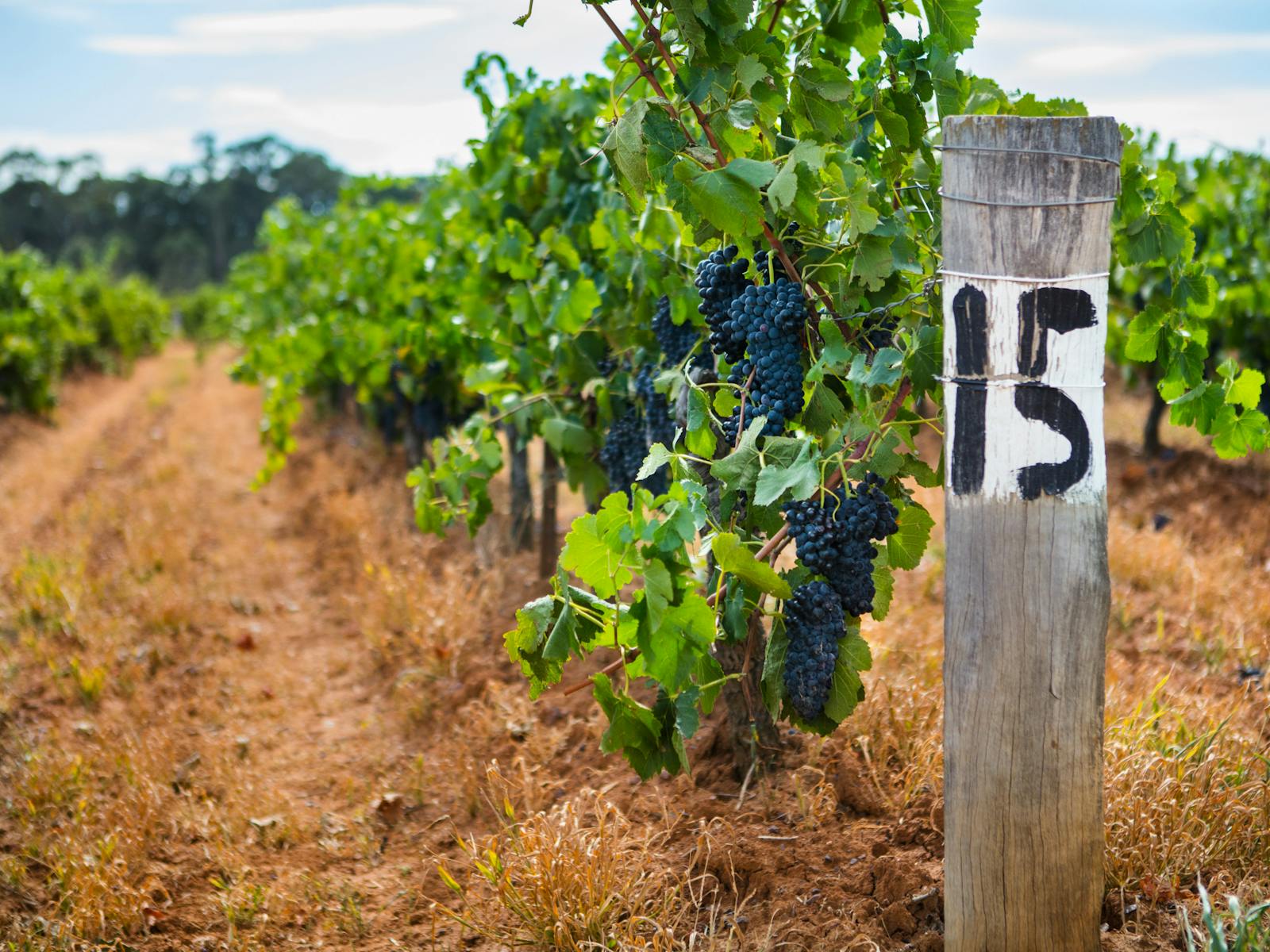 vineyard photo