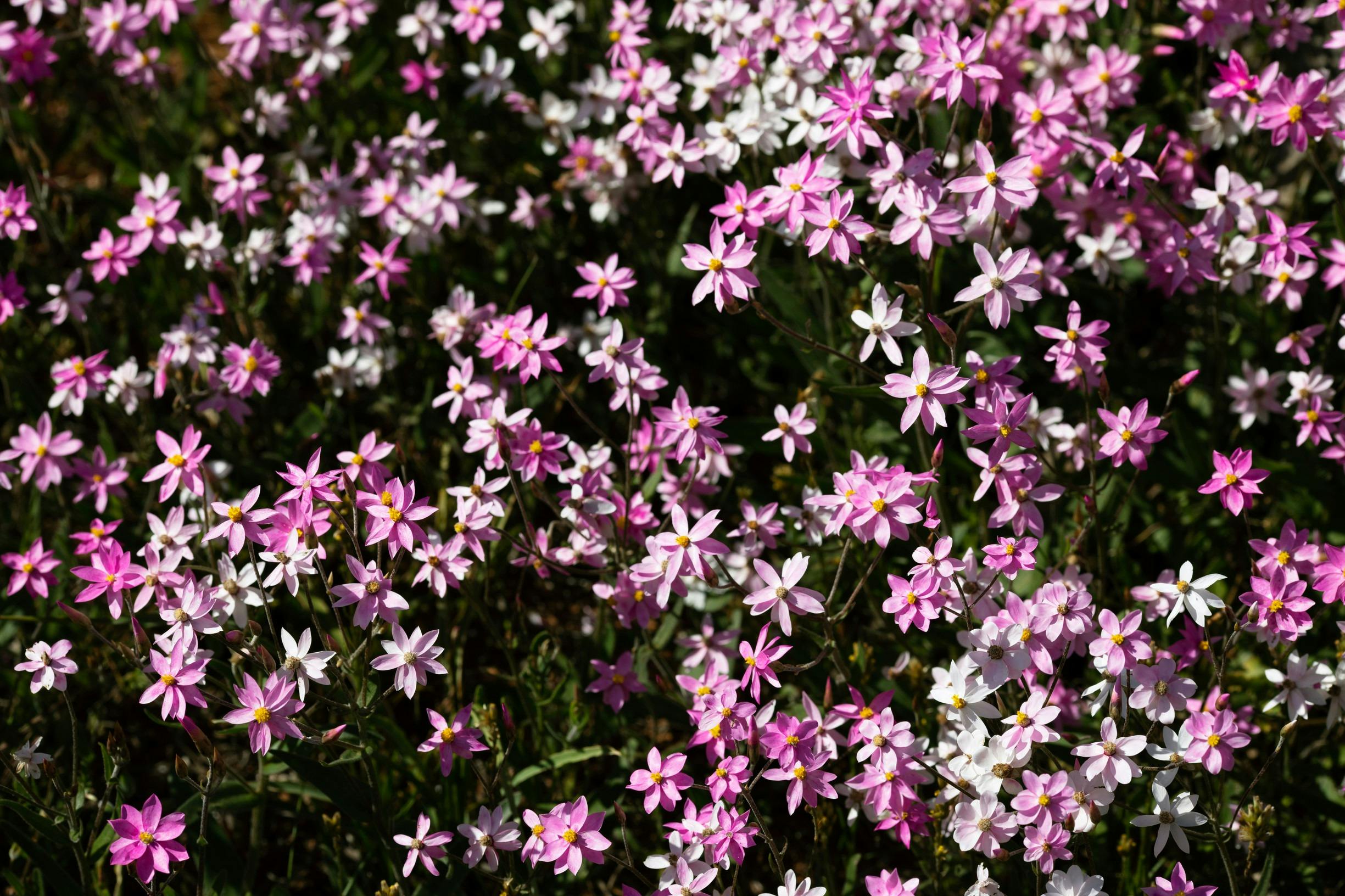Northern Explorer Wildflower Trail, Western Australia