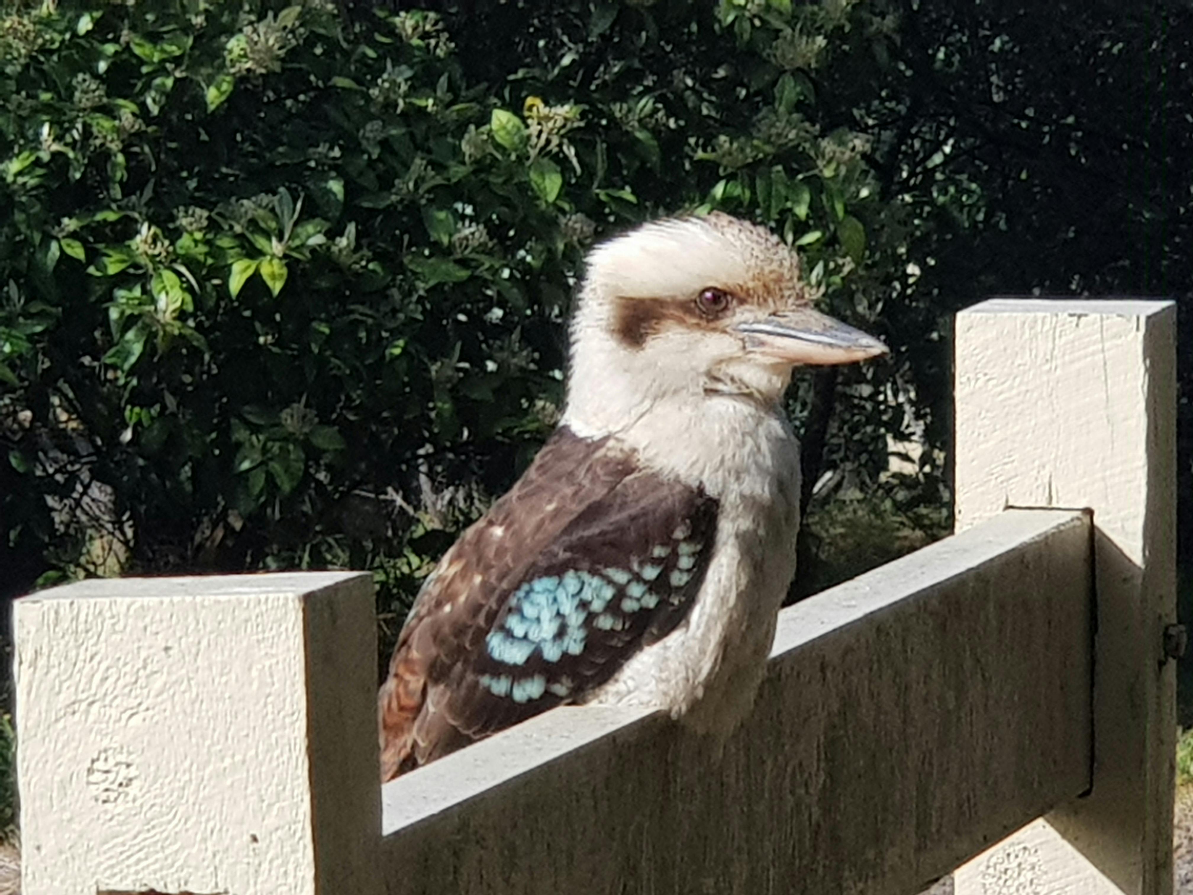 kookaburra Mt Macedon