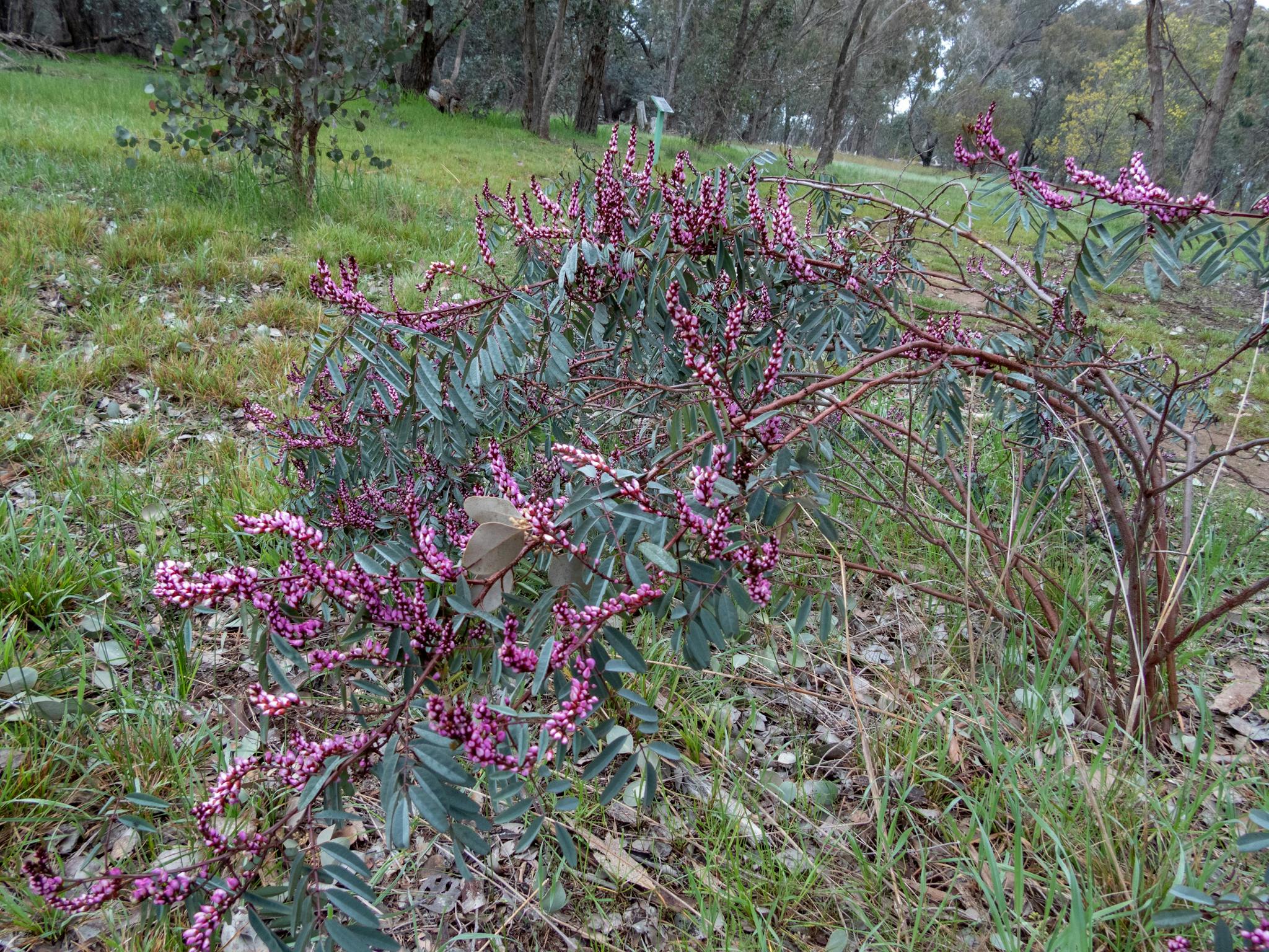 Indigofera australis in flower at Stringybark Reserve