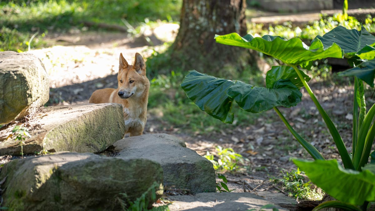 A dingo standing behind some boulders, within its wildlife enclosure.