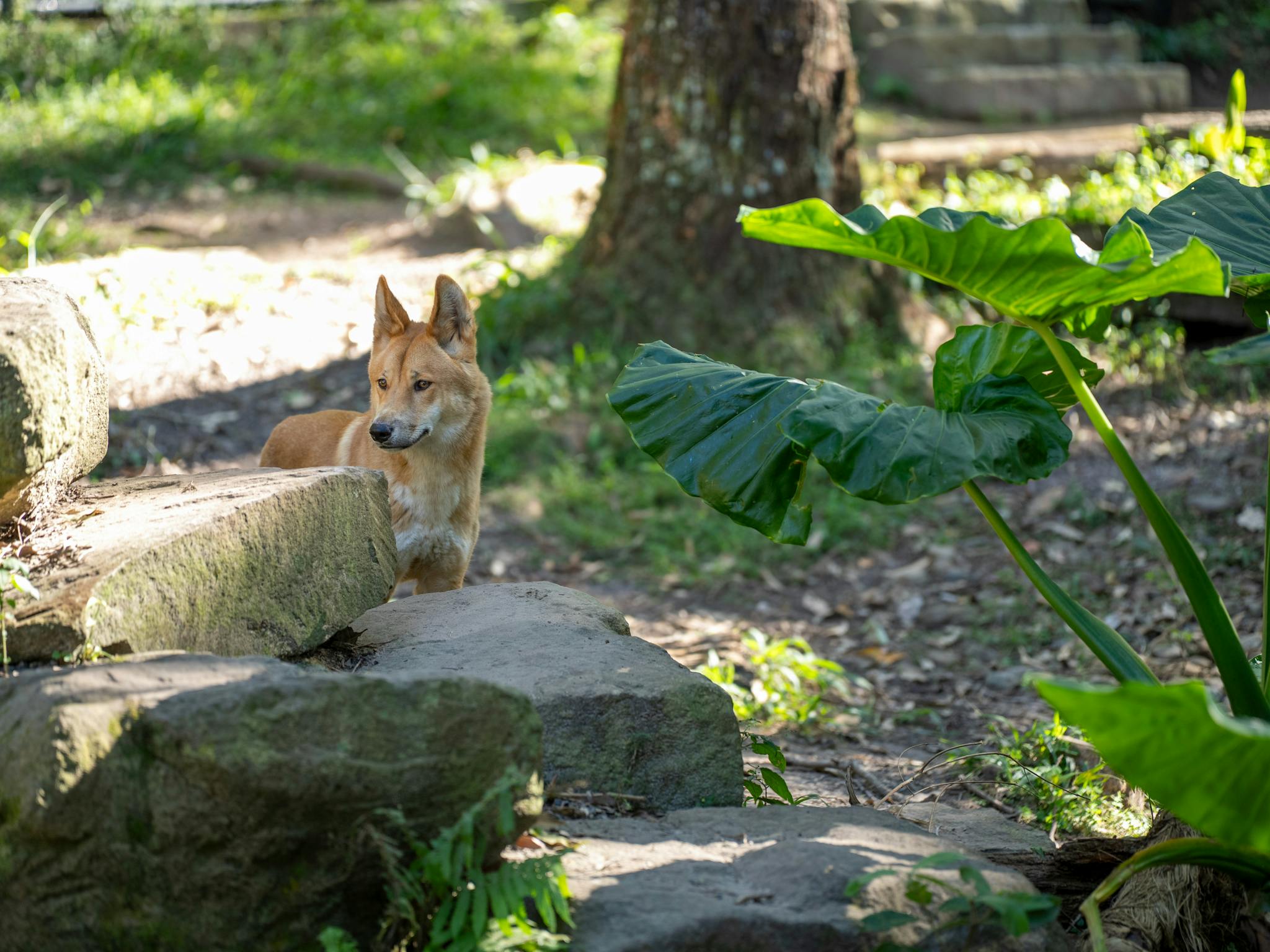 A dingo standing behind some boulders, within its wildlife enclosure. A dingo standing behind some boulders, within its wildlife enclosure.
