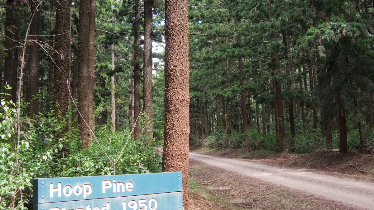 Yarraman State Forest