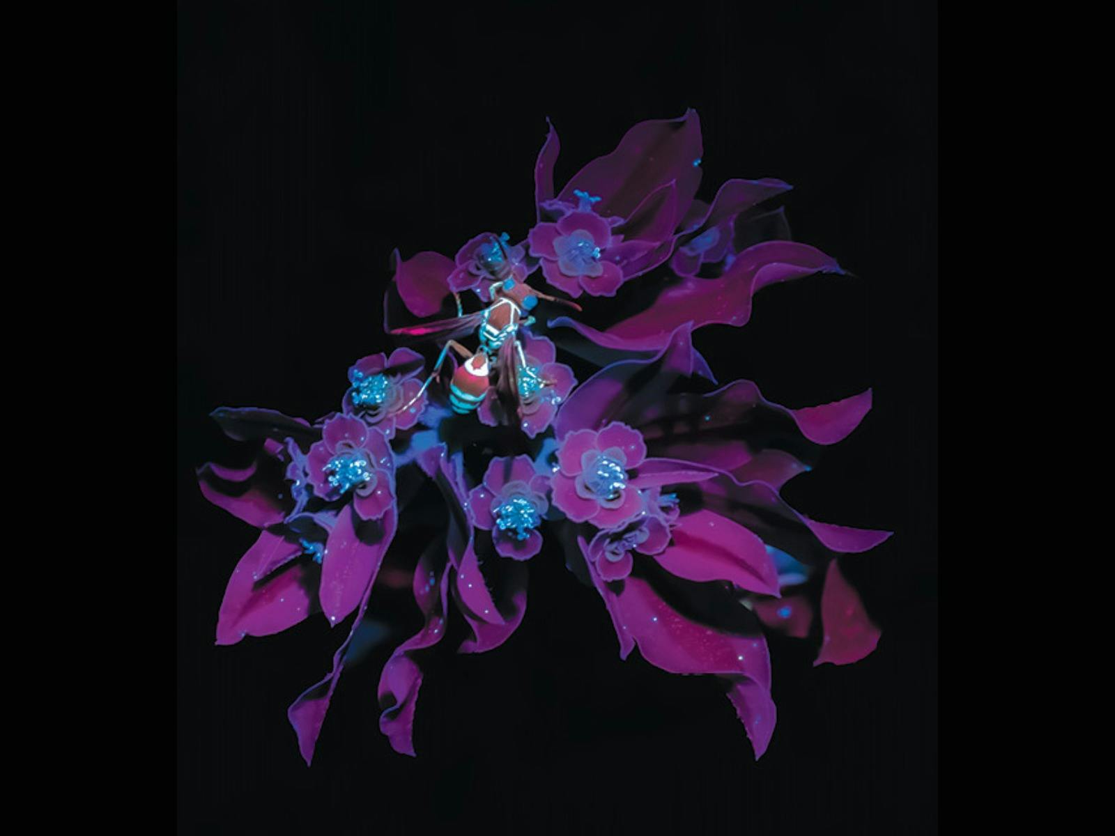 Purple and blue orchid on black background with a wasp on one of the petals