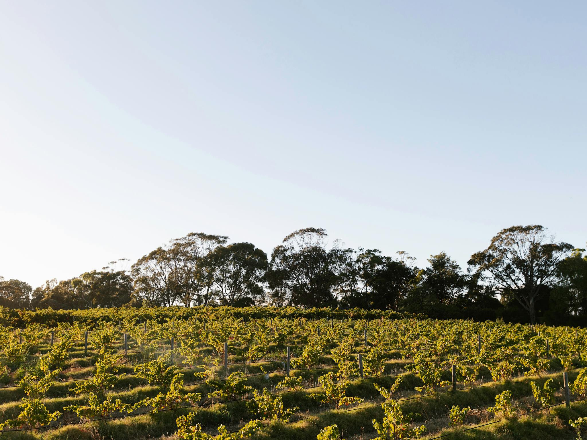 Bondar Wines bush vine grenache