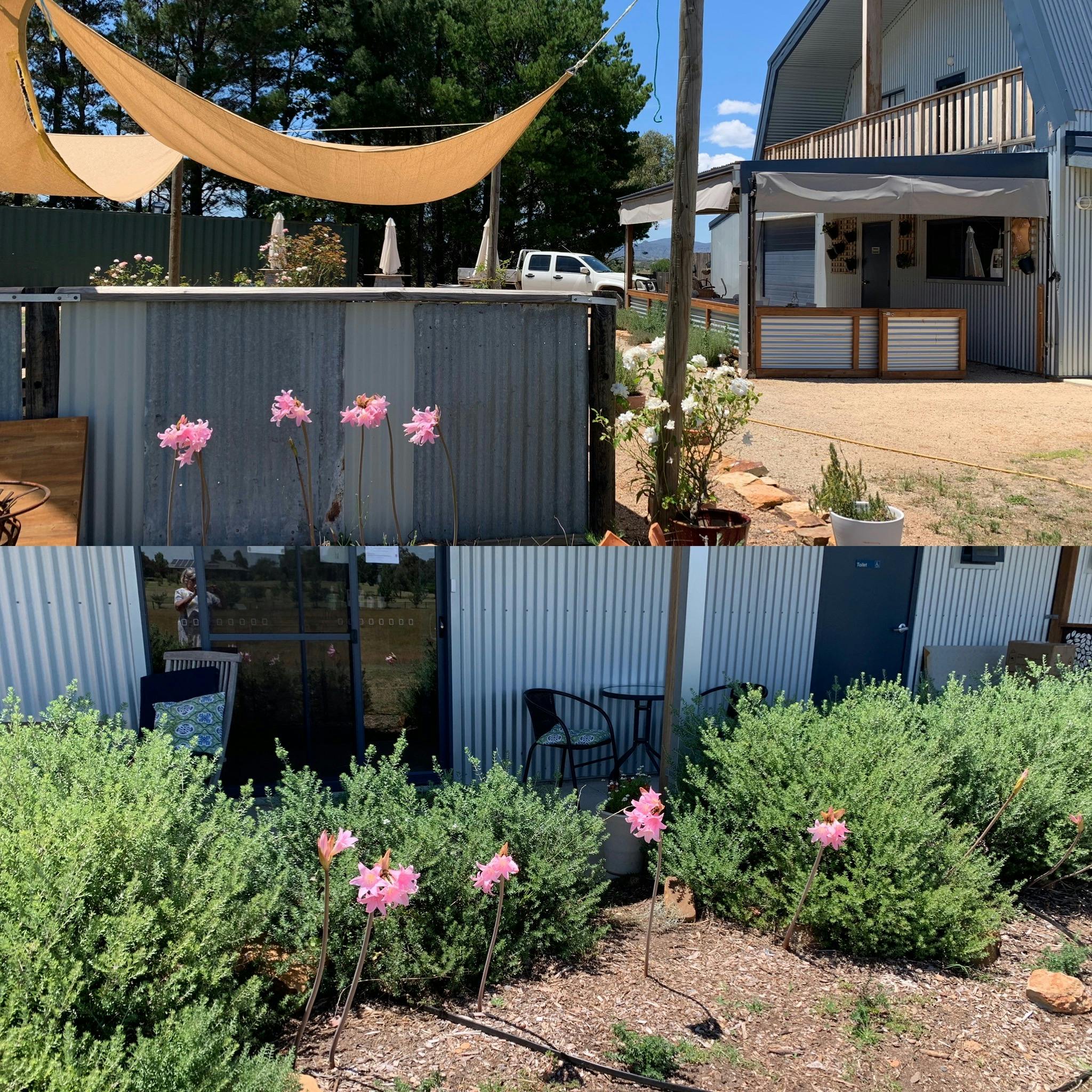 Lilies growing in the gardens