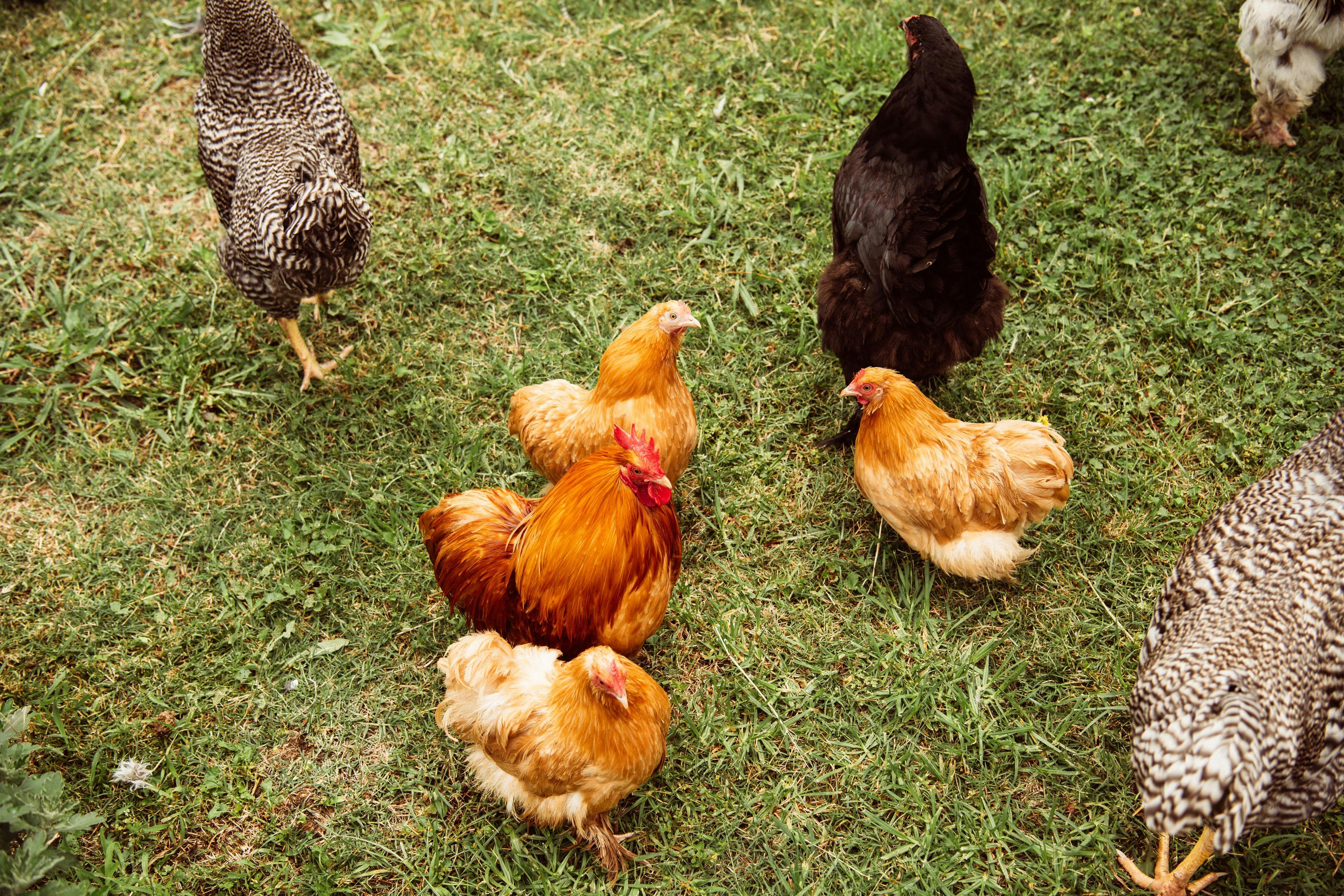 Learn how regenerative farming uses circular systems to restore the land.