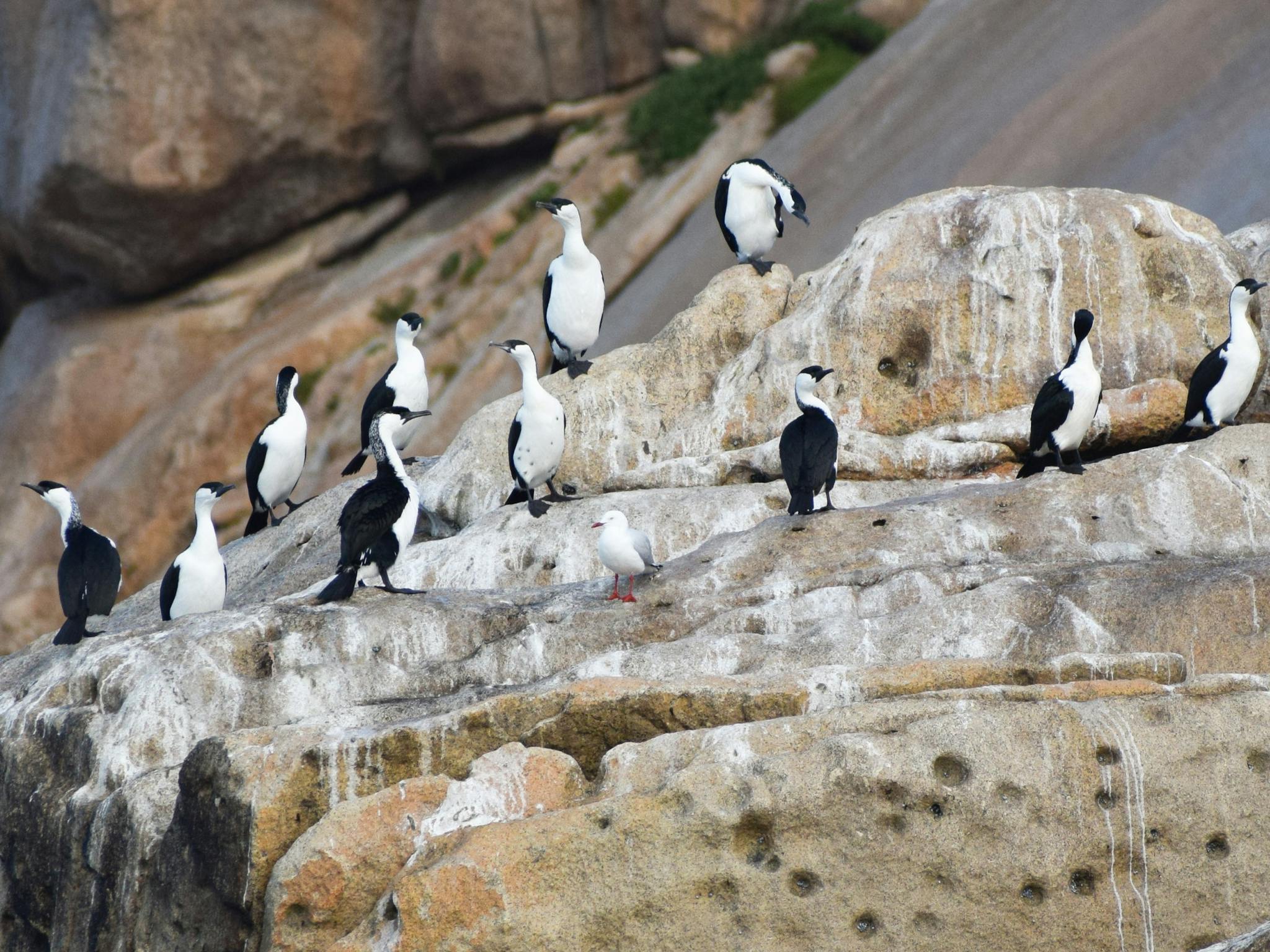 Cormorants Notch Island
