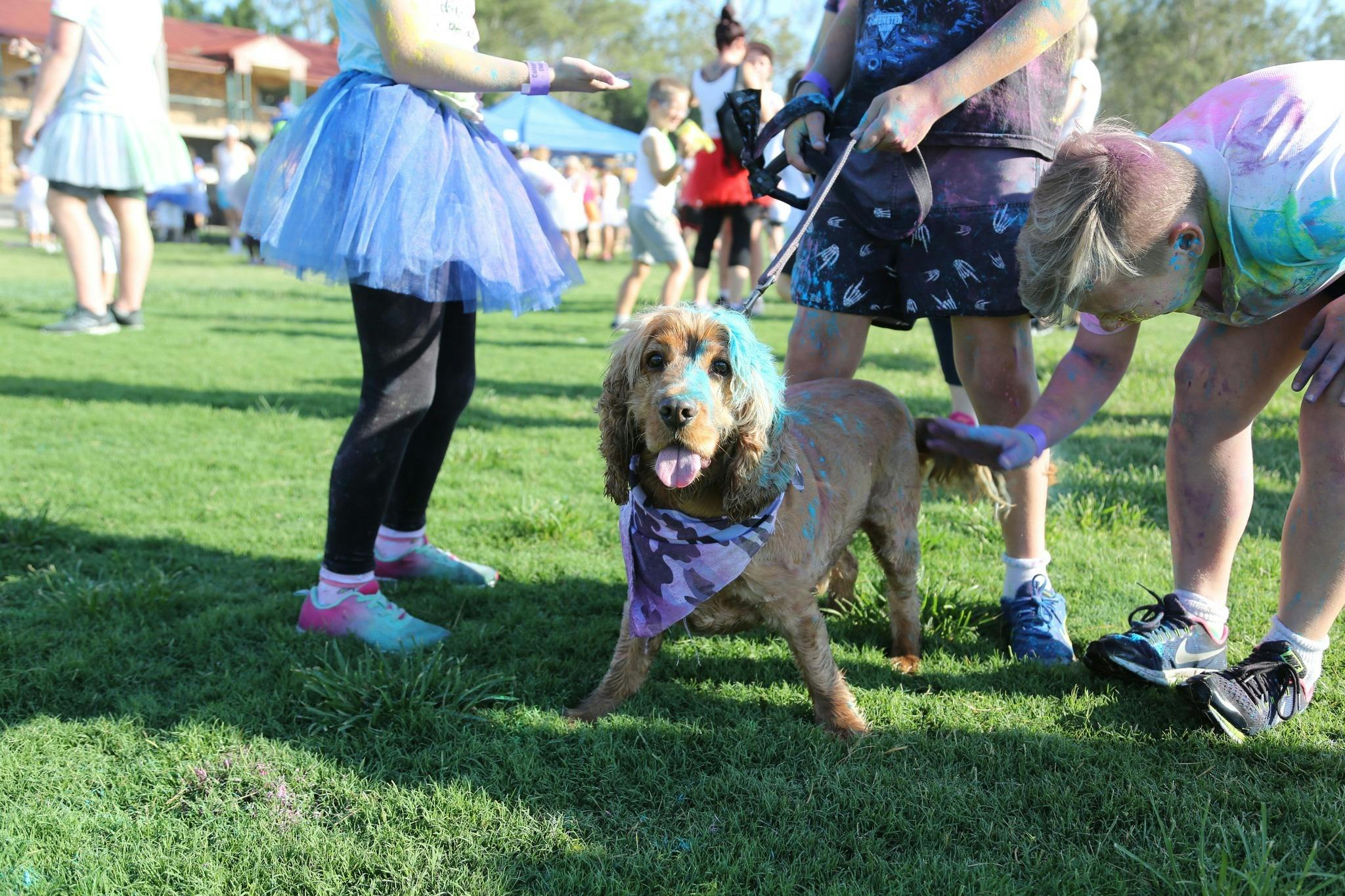 Colour Frenzy