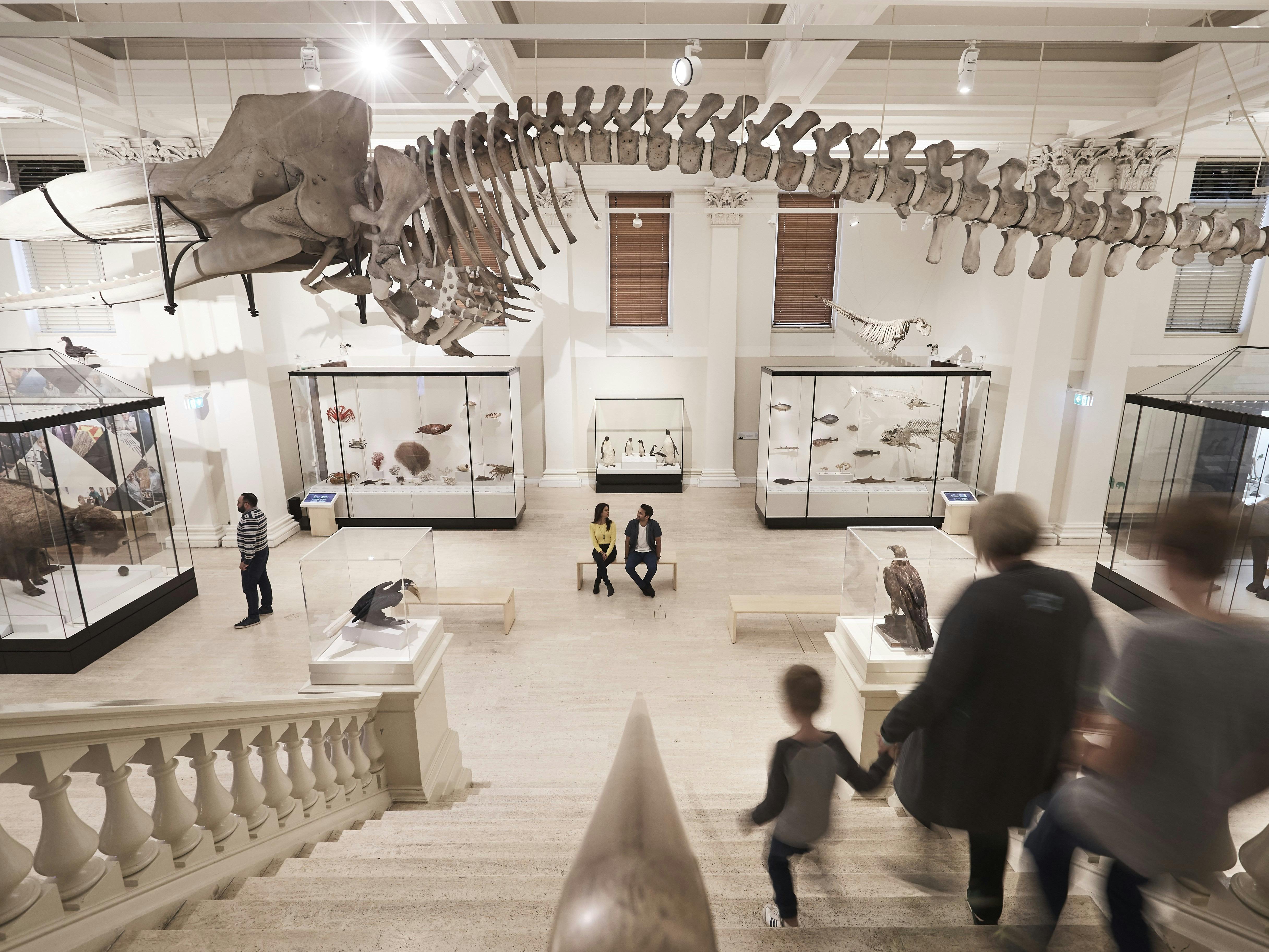 Marvel at a Sperm Whale skeleton in Wild Planet.