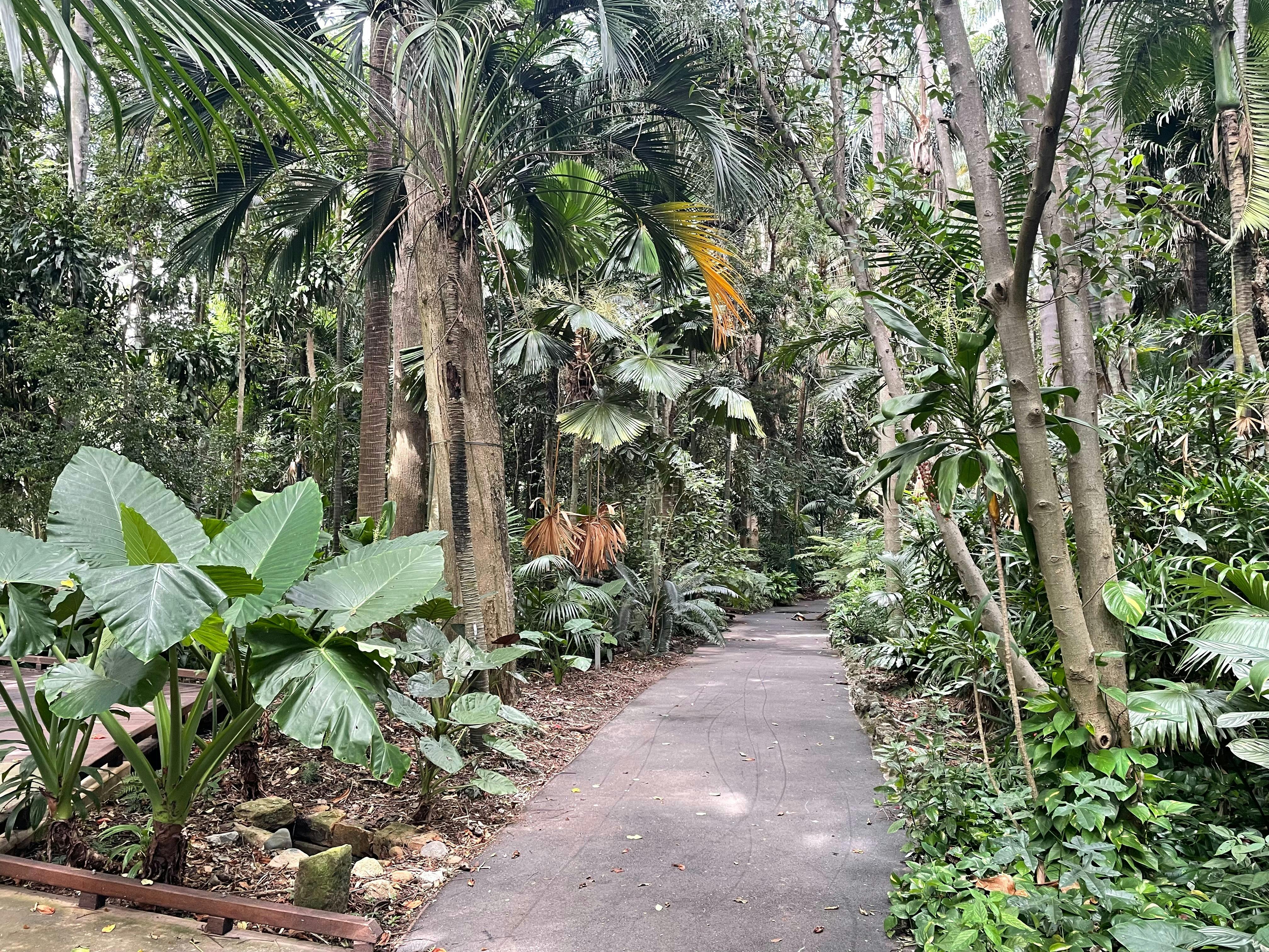 Rainforest Walk