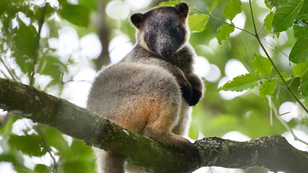 alt="Lumholtz's Tree Kangaroo often visits the forest at the Sharlynn Cabin"