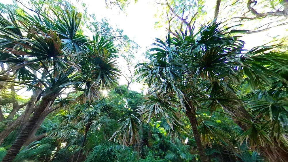 Townsville Palmetum