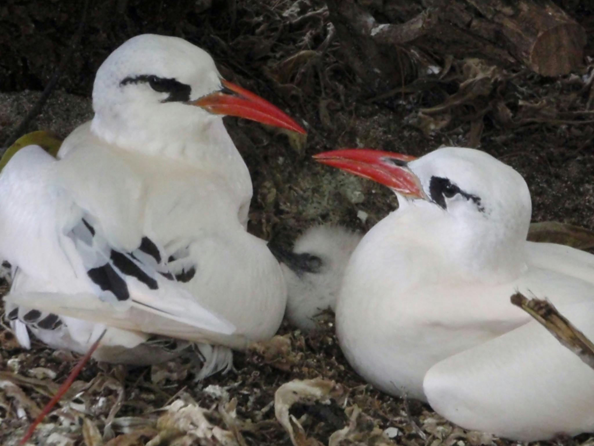 Redtail Tropic Bird Family