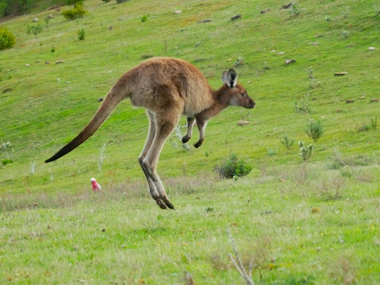 A kangaoo in mid jump in Deep Creek