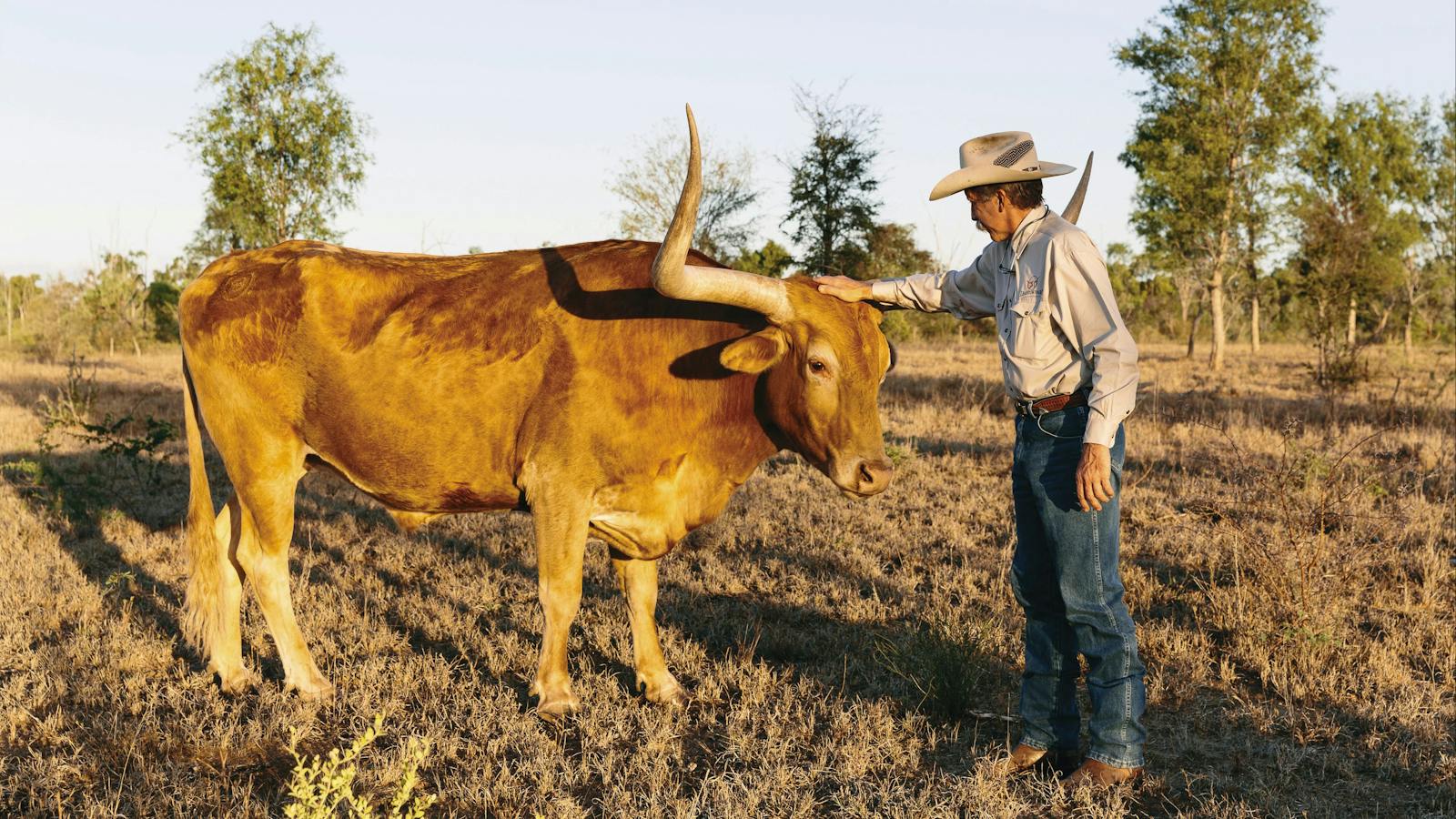 Texas Longhorn Wagon Tours & Safaris, Charters Towers