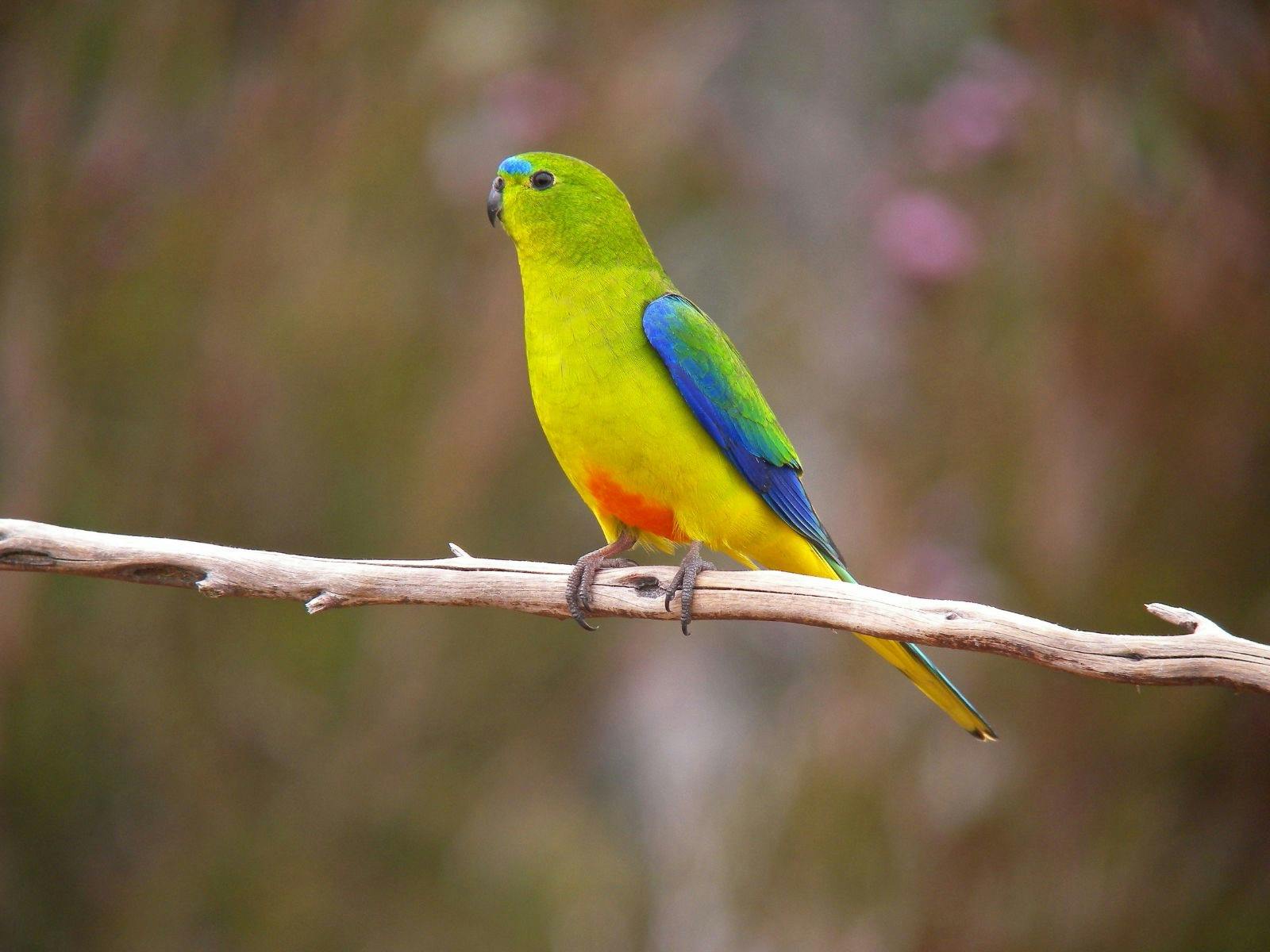 Orange-bellied parrot