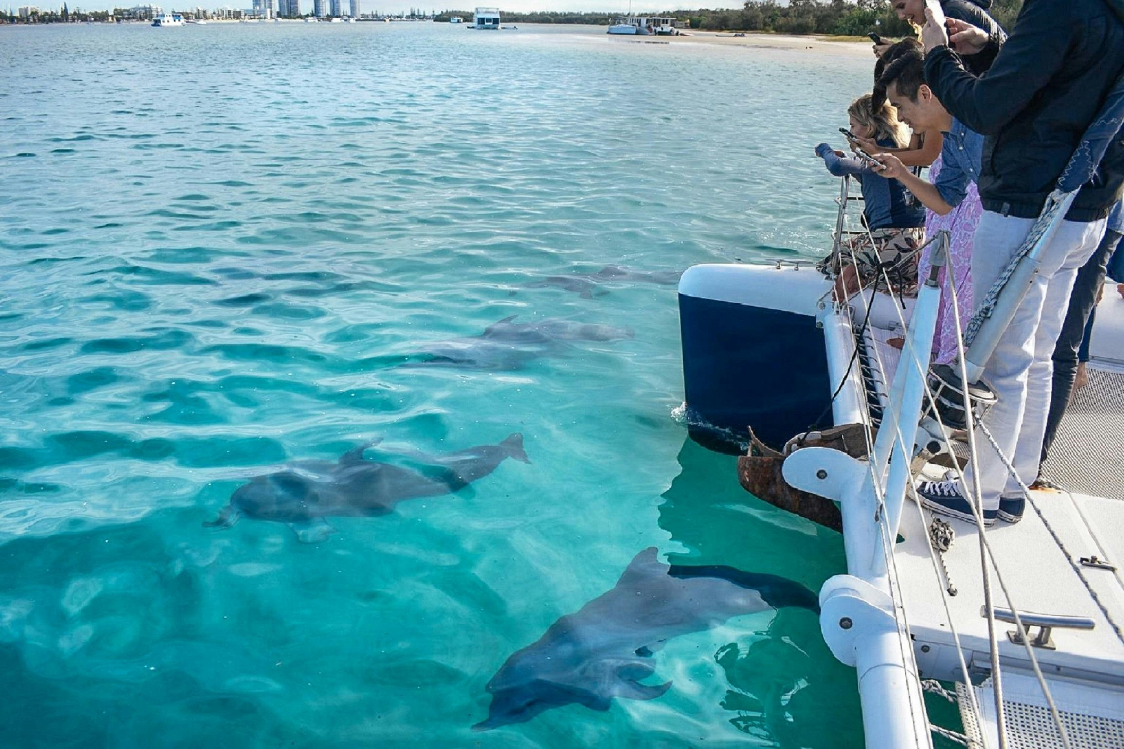 Charter a boat and spot dolphins on the Gold Coast