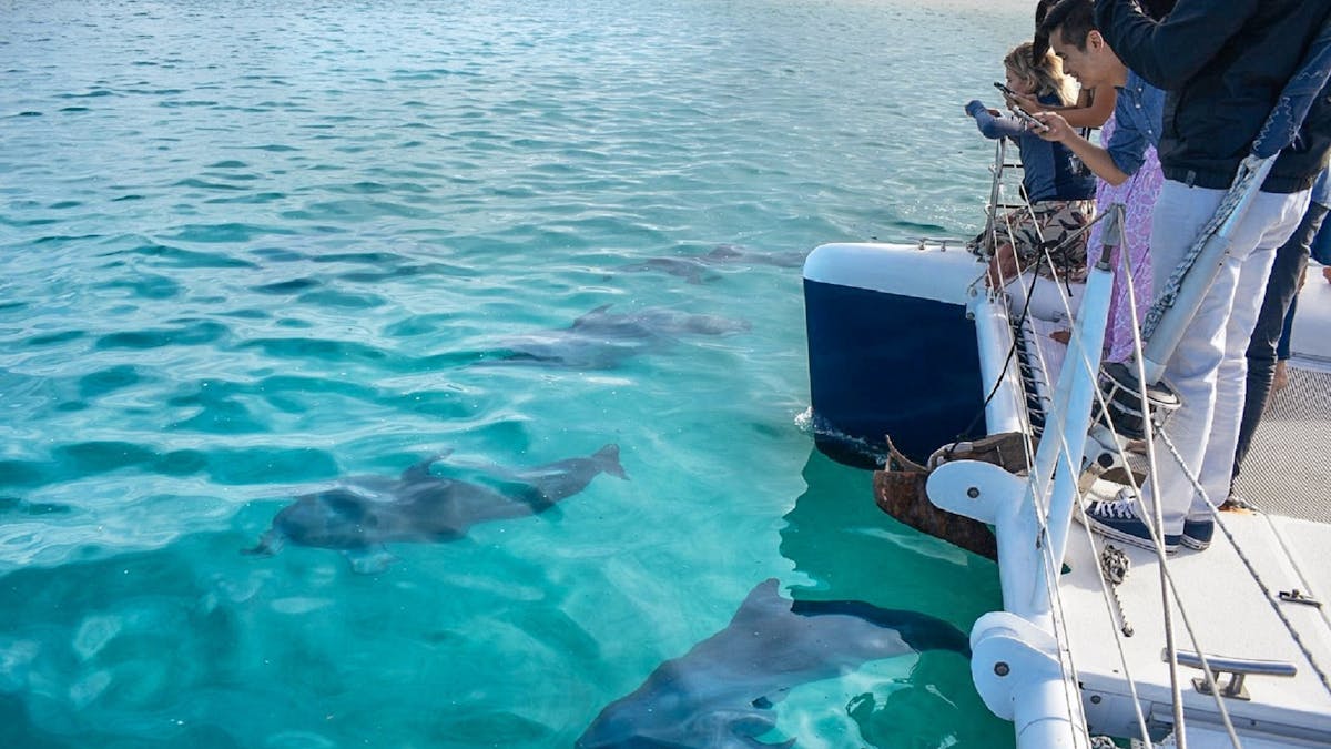 Charter a boat and spot dolphins on the Gold Coast