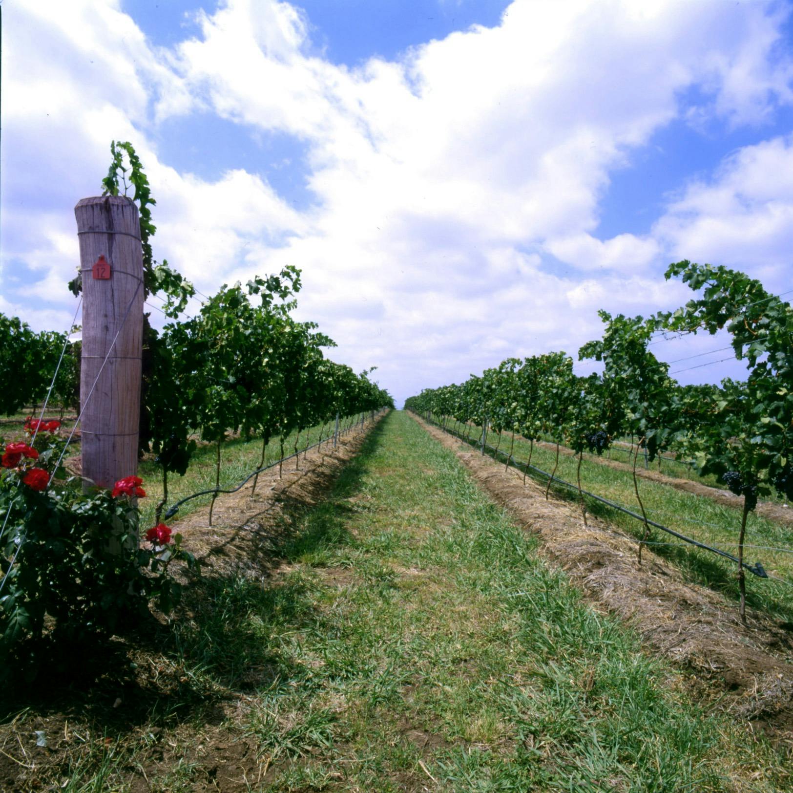 Kooroomba Vineyard