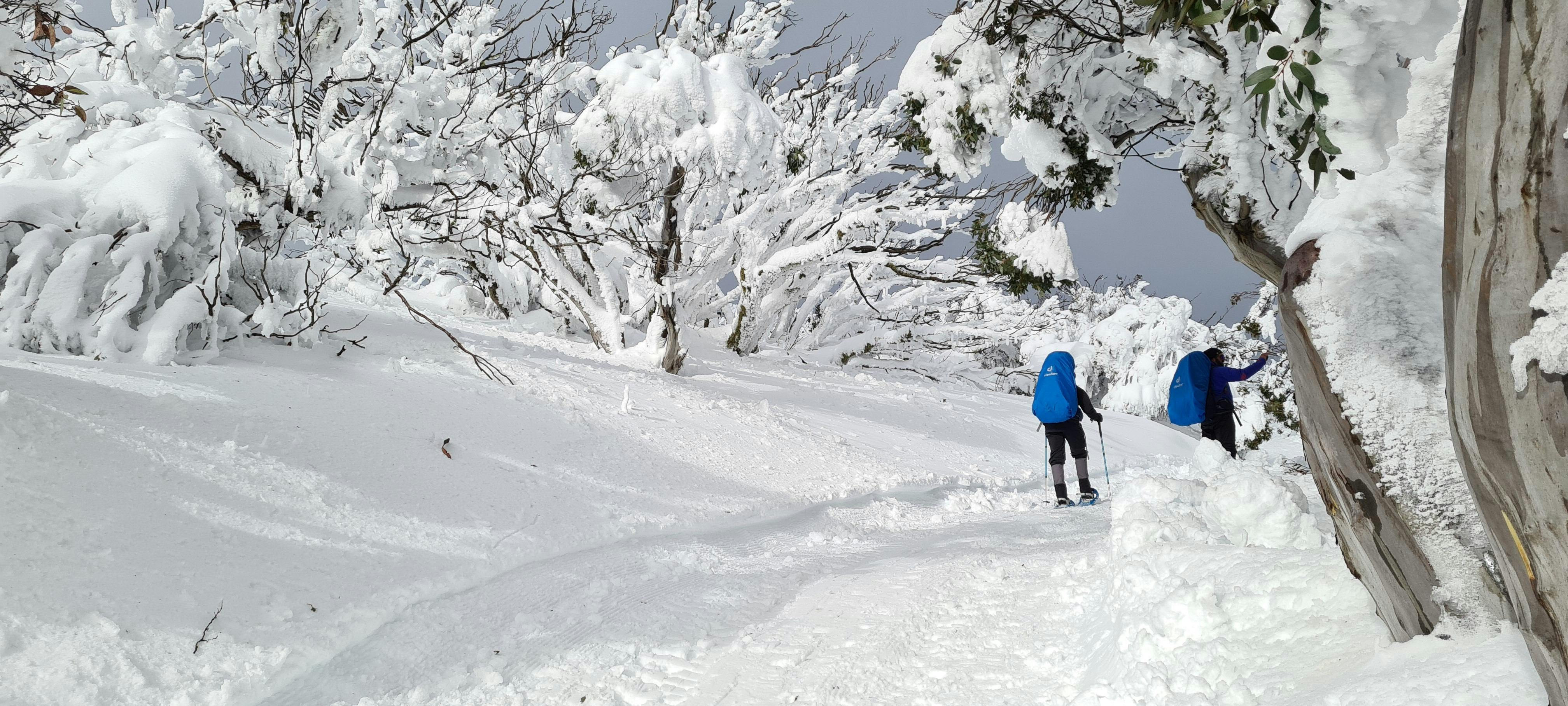 Hikers in winter wonderland.